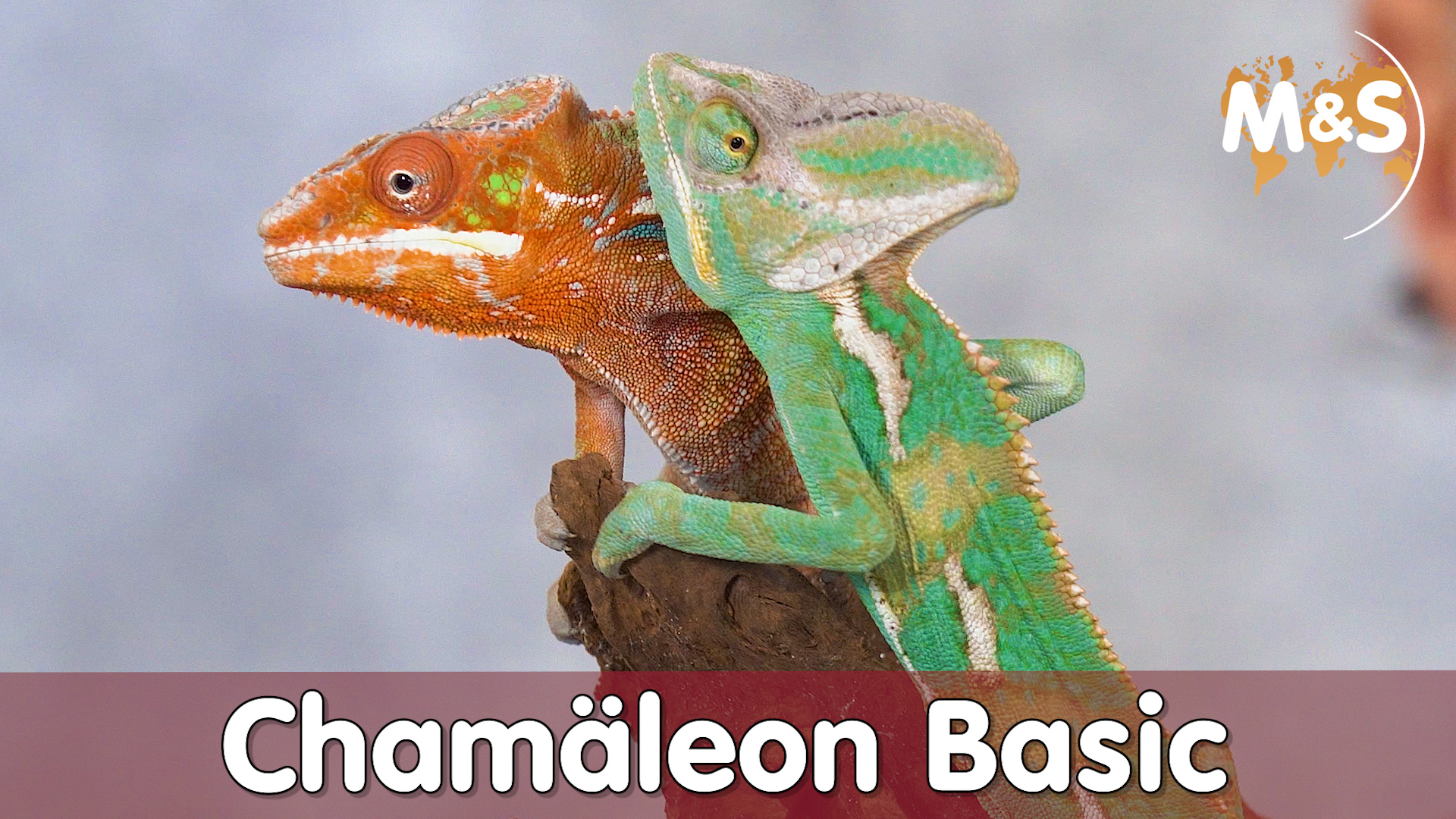 Panther & Jemen Chamäleon Basic | ROT oder GRÜN? | Reptilien ABC