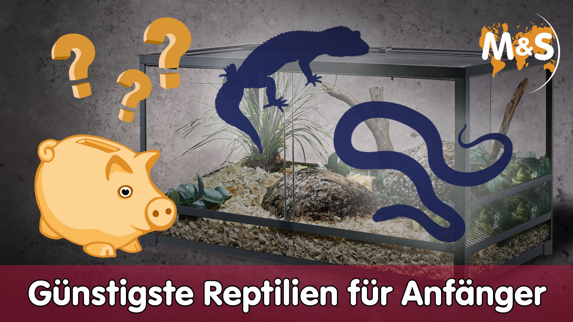 Günstigste Reptilienart für Anfänger
