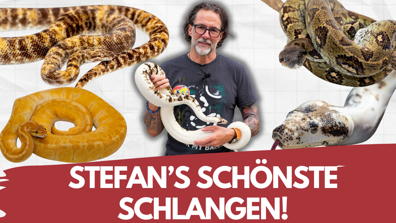 Stefans TOP 5: Seine schönsten Schlangen!