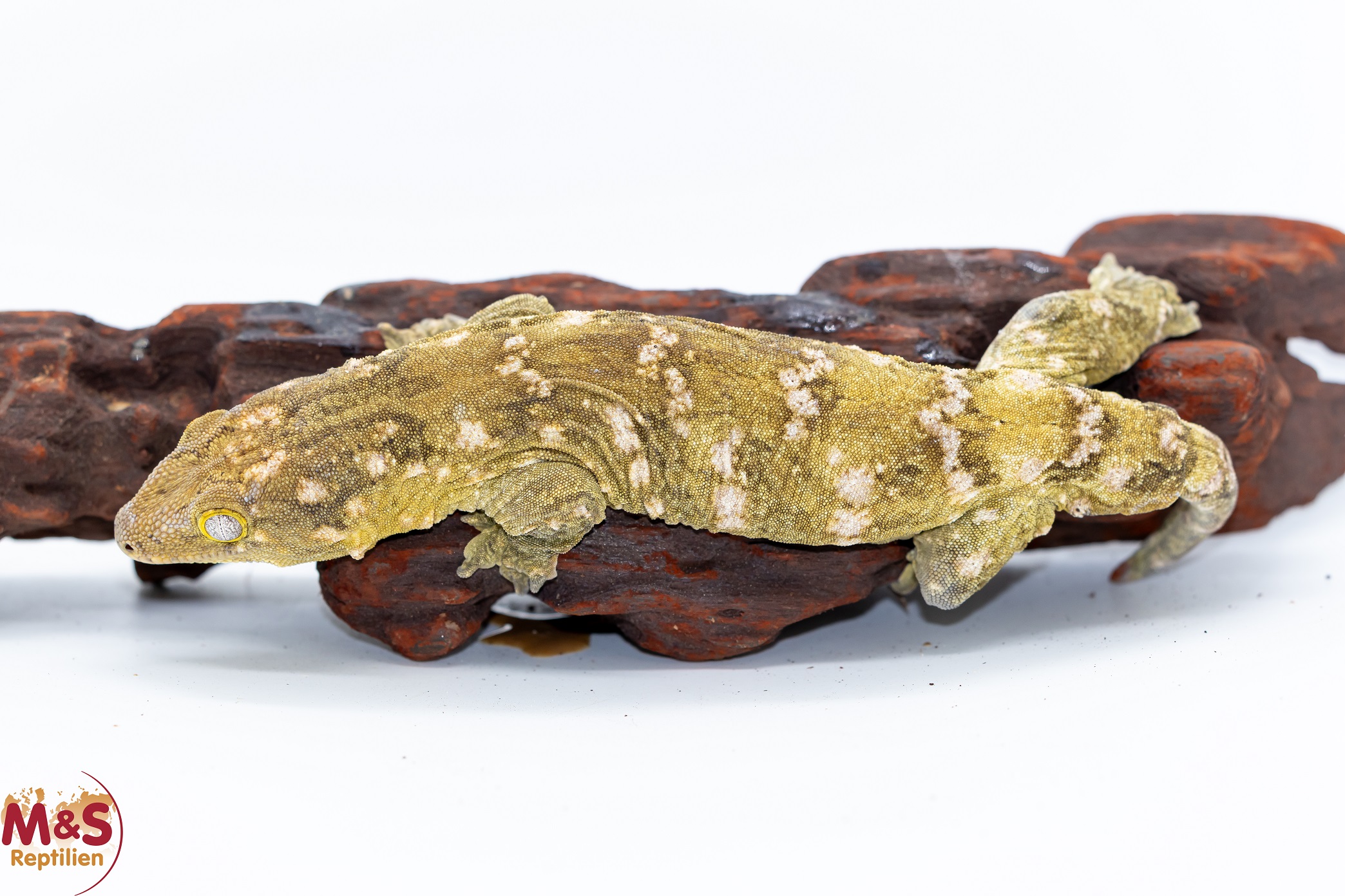 1.0 (Male) Riesengecko -Nuu Ami- (ca.20 cm-subadult) NZ´ 24 Rhaco. leachianus (Originalbild)