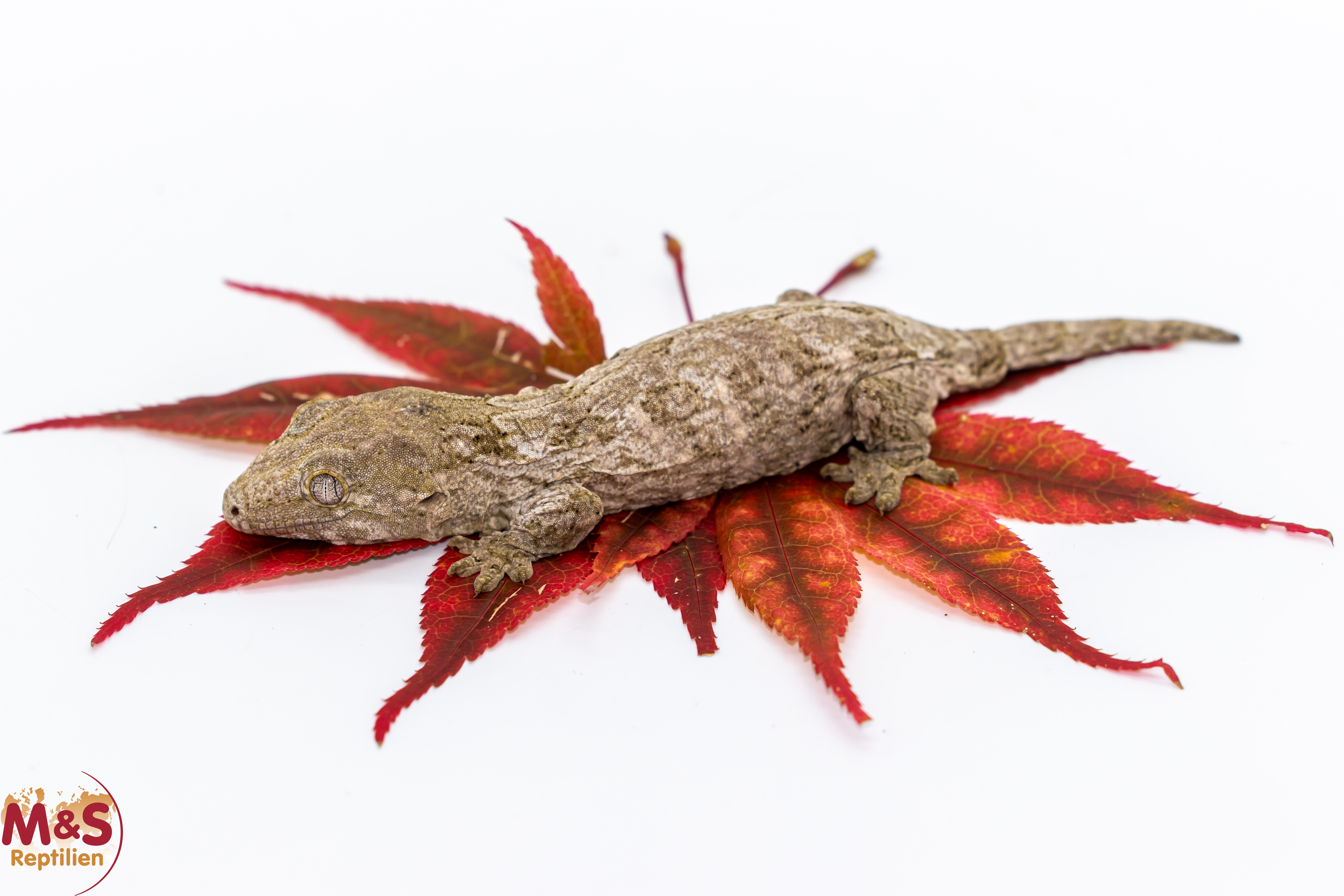 1.0 (Male) Riesengecko -Friedel x Tröger Fridel- (small) NZ´ 26 Rhaco. leachianus (Originalbild)