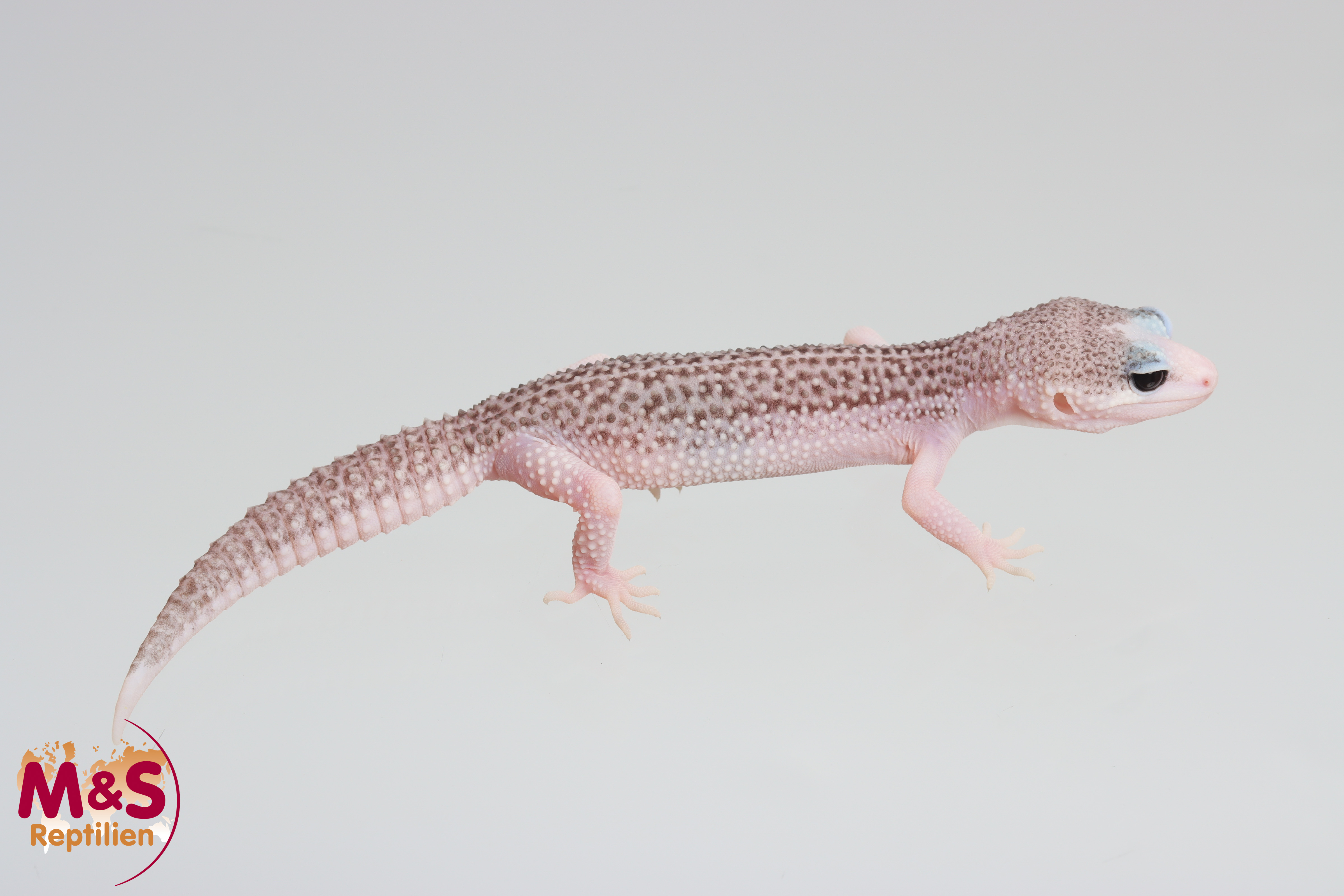 0.1 (Female) MSS Eclipse BN Panda Pied Line Leopardgecko NZ'25 (small) E. macularius (Originalbild)