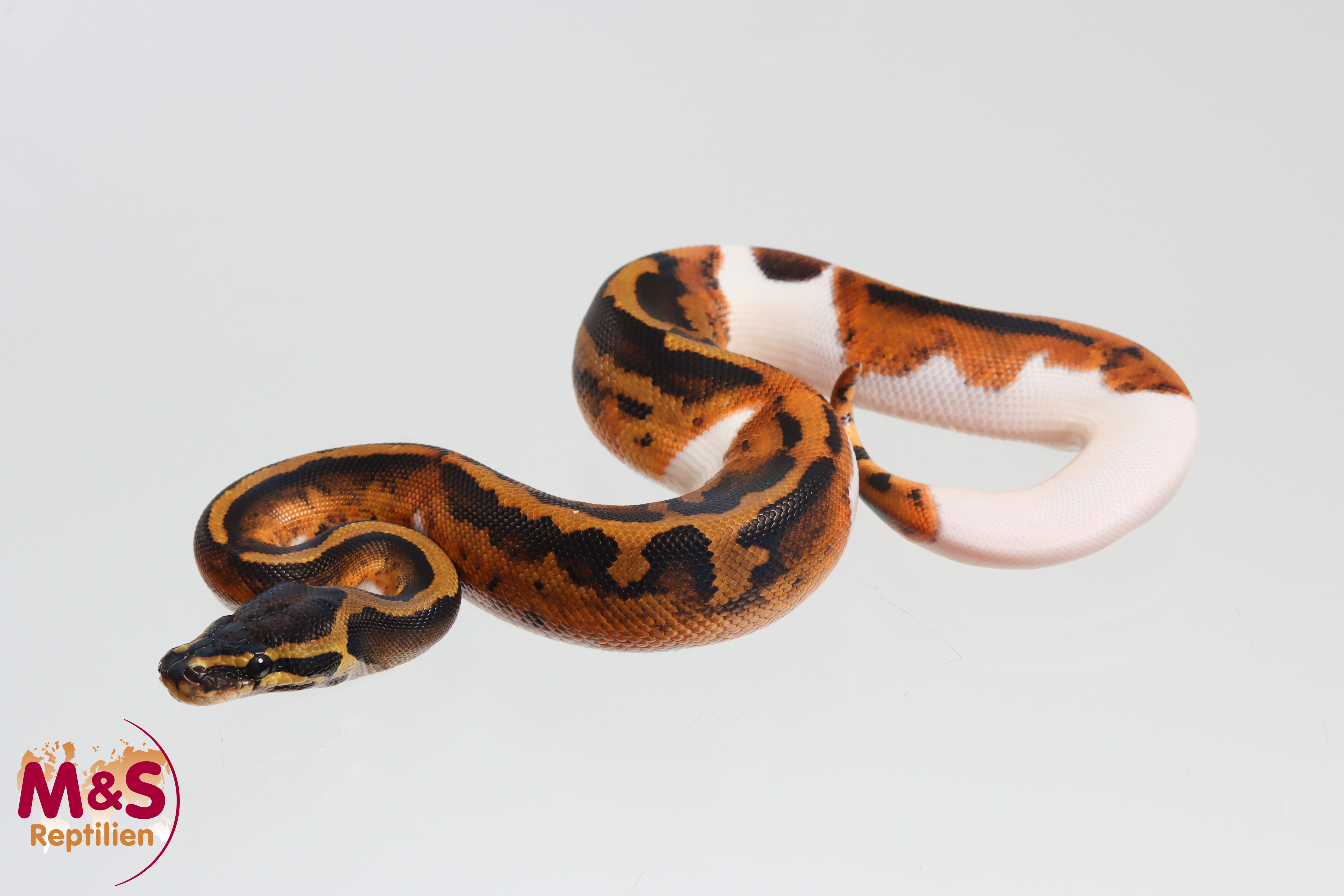 1.0 (Male) Piebald poss. Gene X poss. Leopard poss.YB Königspython NZ´M&S´26 Python regius
