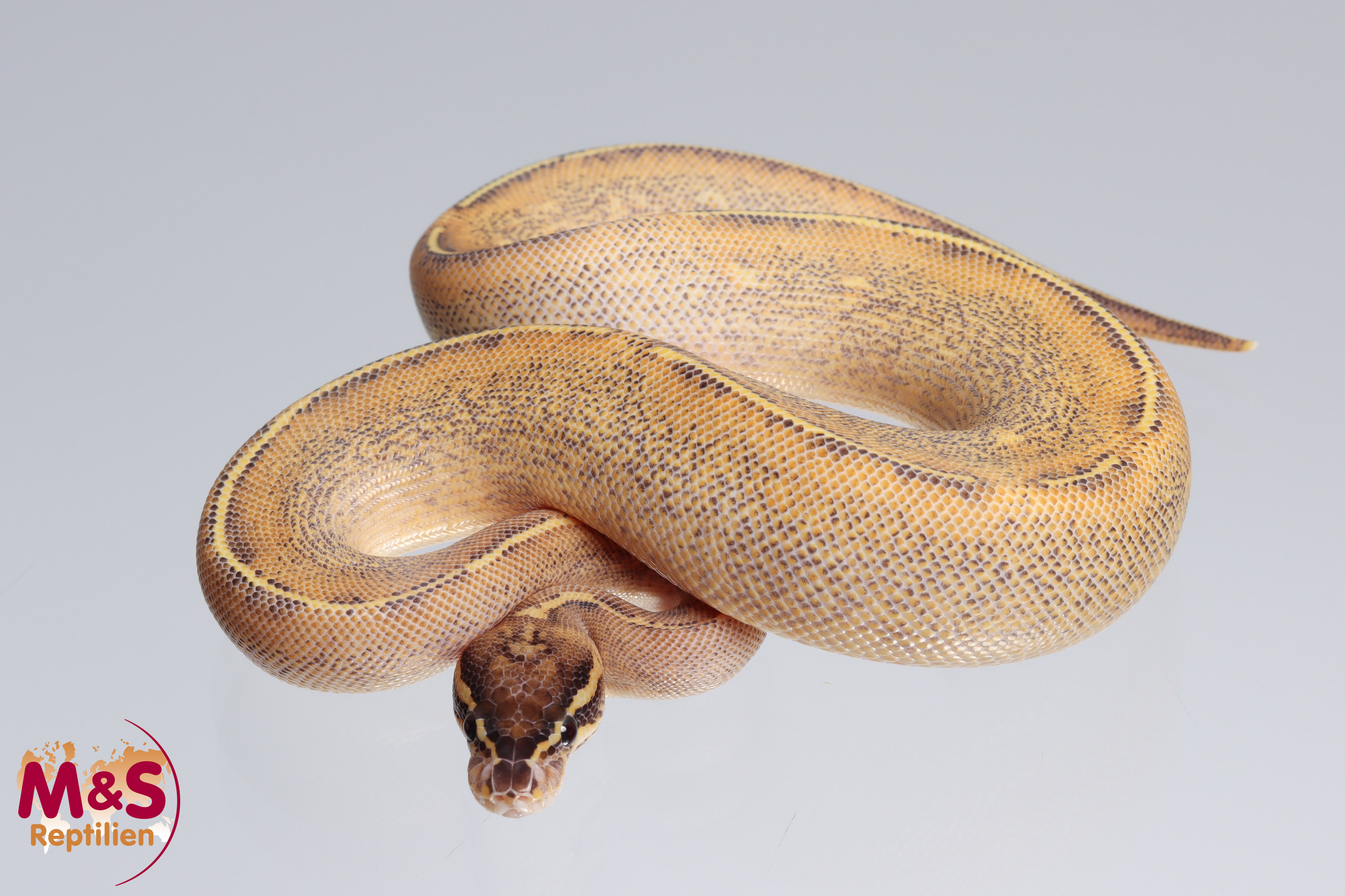 0.1 (Female) Highway (Gravel - Yellowbelly) Königspython NZ´M&S´22 Python regius