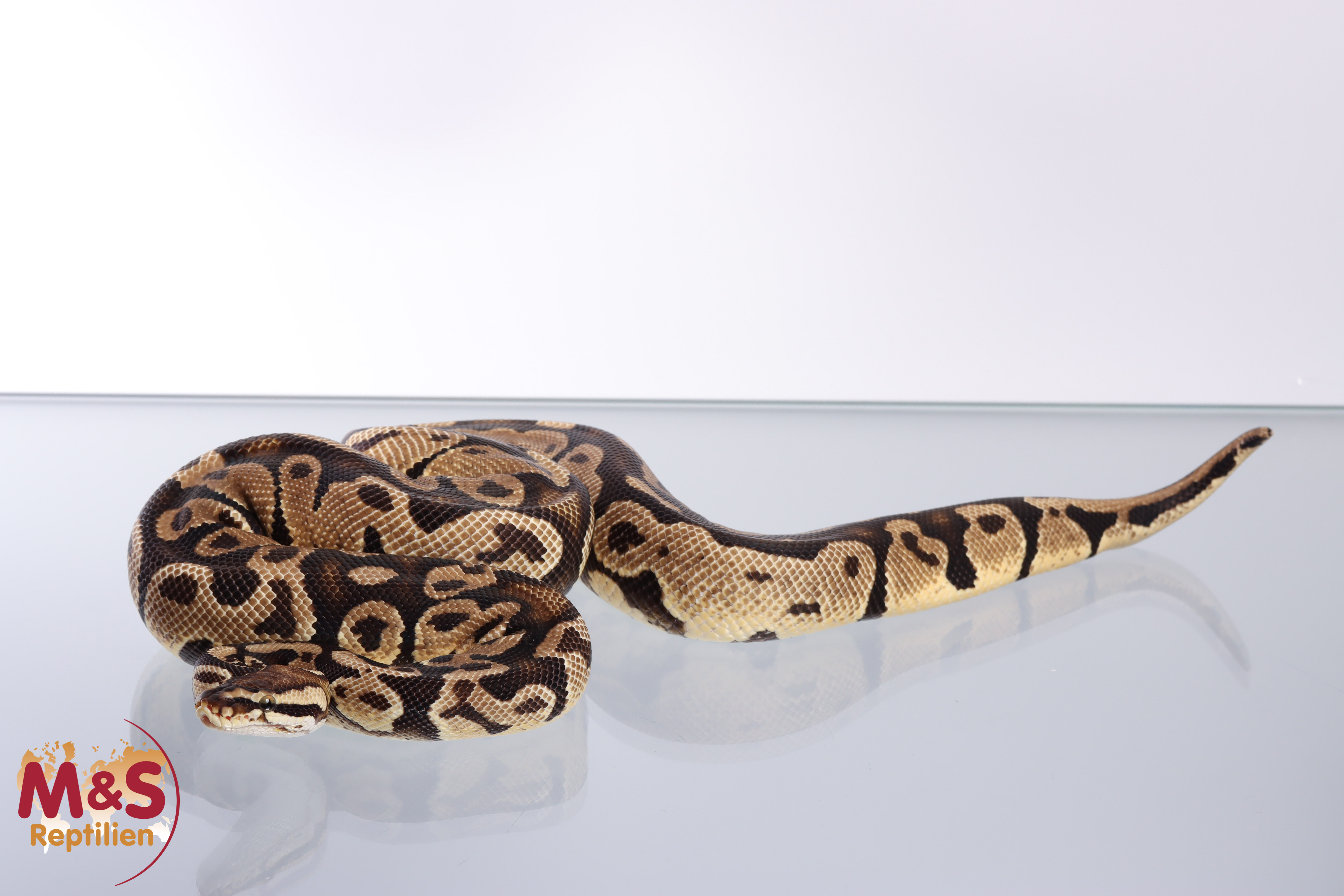 1.0 (Male) Pastel Königspython DNZ´18 Python regius