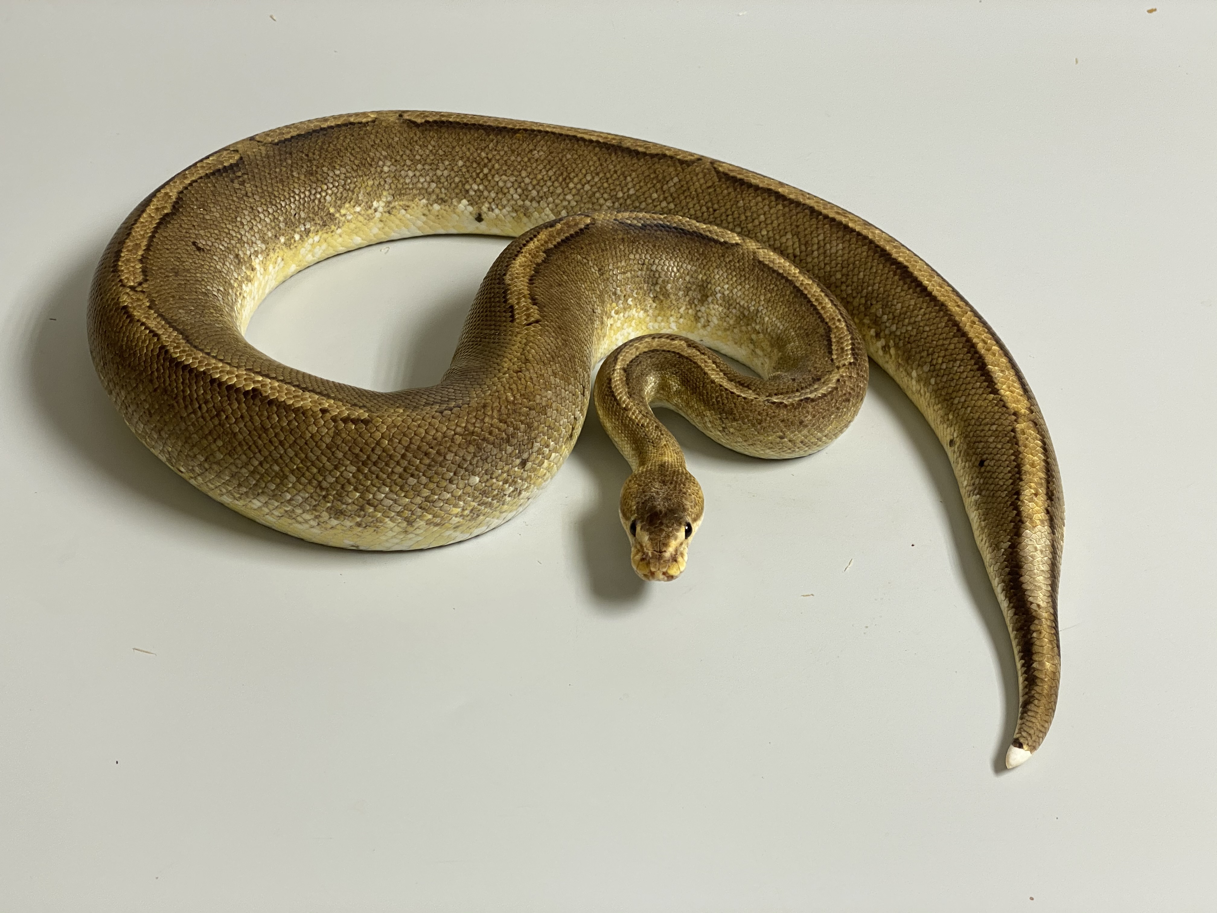 Female (0.1) Champagne poss. Gravel (Highway-Maker) - Odd NZ´M&S´15 Python regius