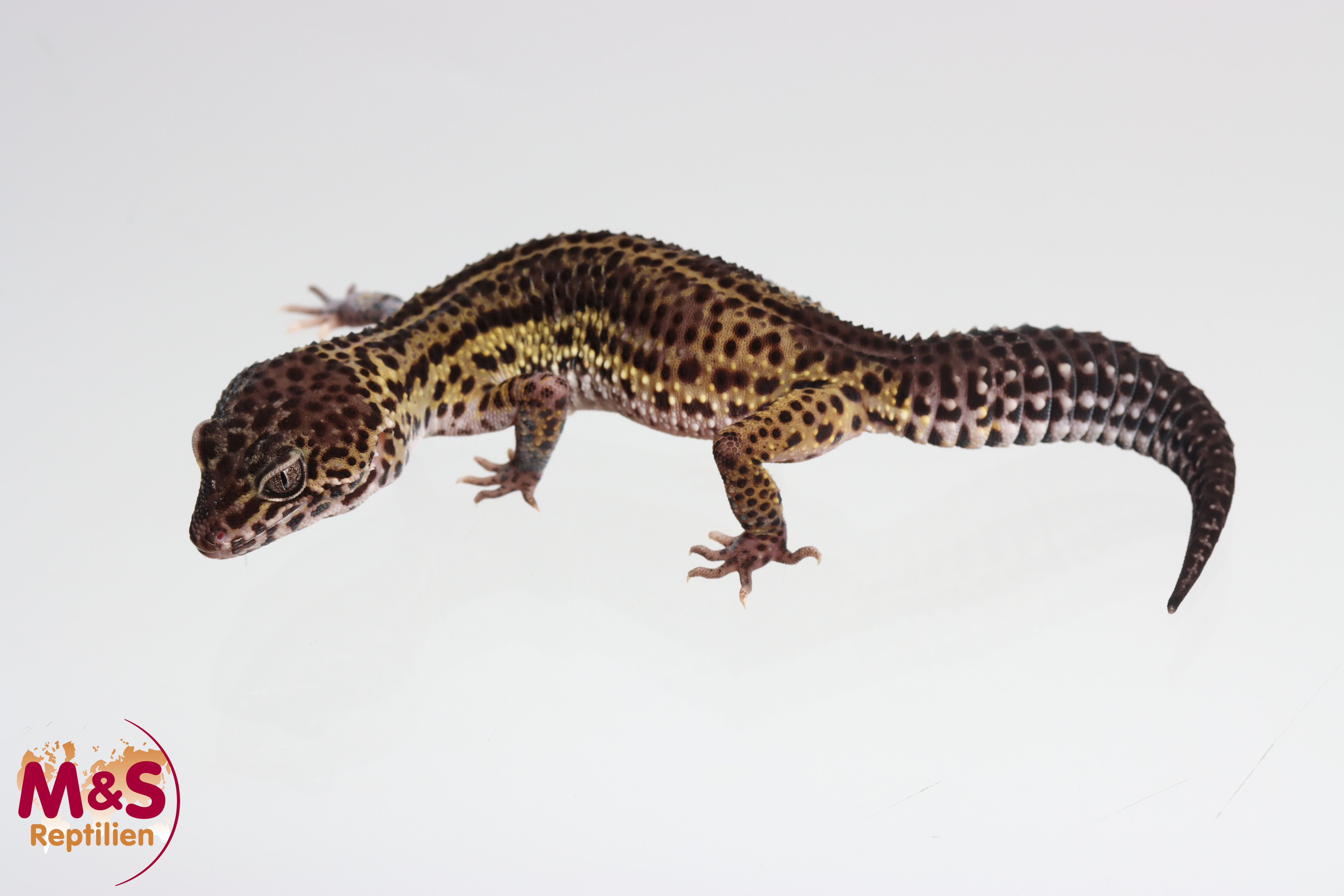 0.1 (Female) aus Black Night Verpaarung Leopardgecko NZ'24/25 (subad.) E. macularius (Originalbild)