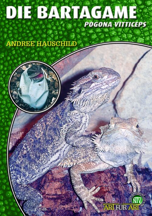 Die Bartagame - Pogona vitticeps (Andree Hauschild)