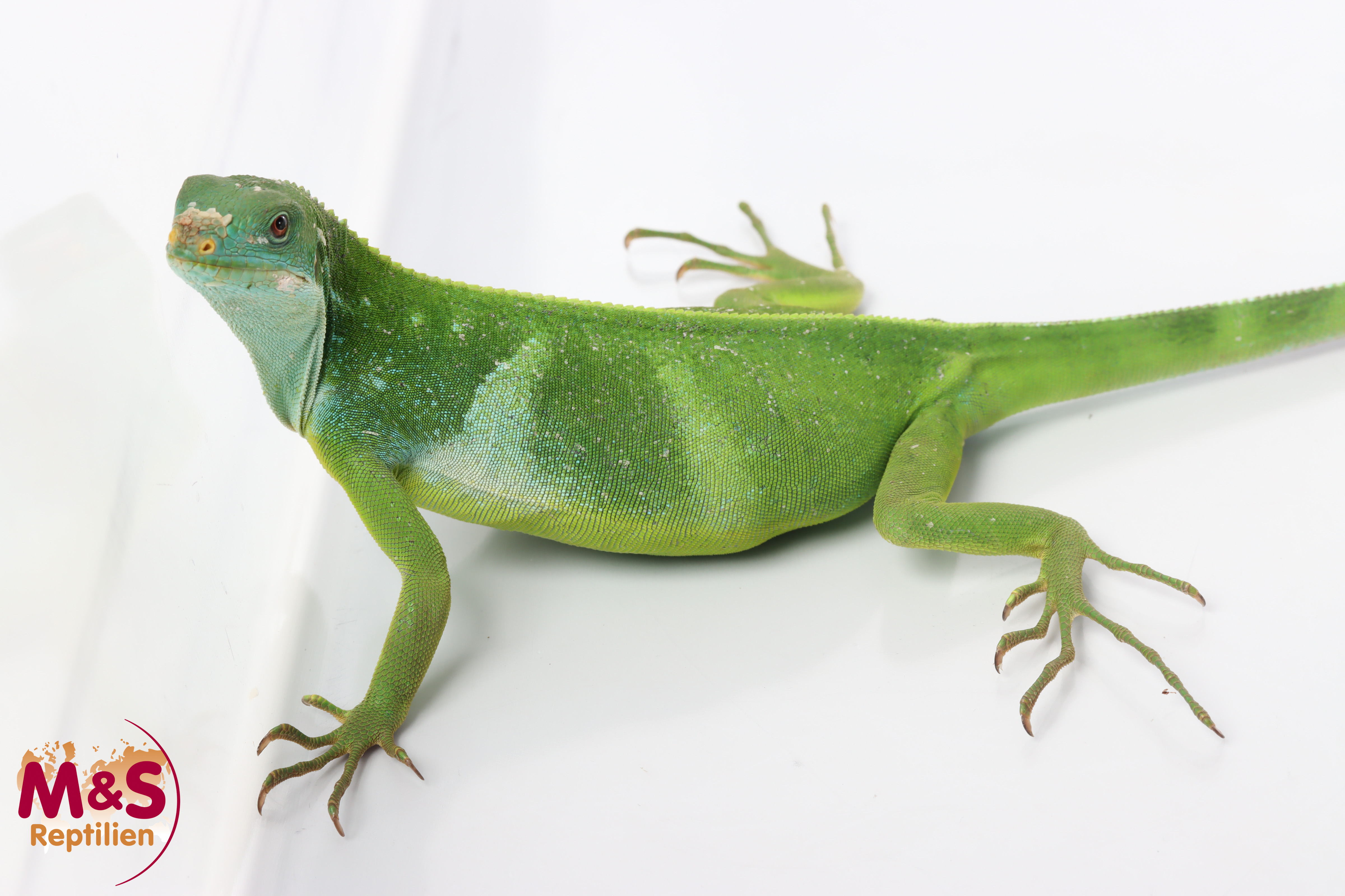 0.1 (Female) Fidschi Leguan NZ´25 (ca. 60cm) Brachylophus fasciatus (Originalbild)