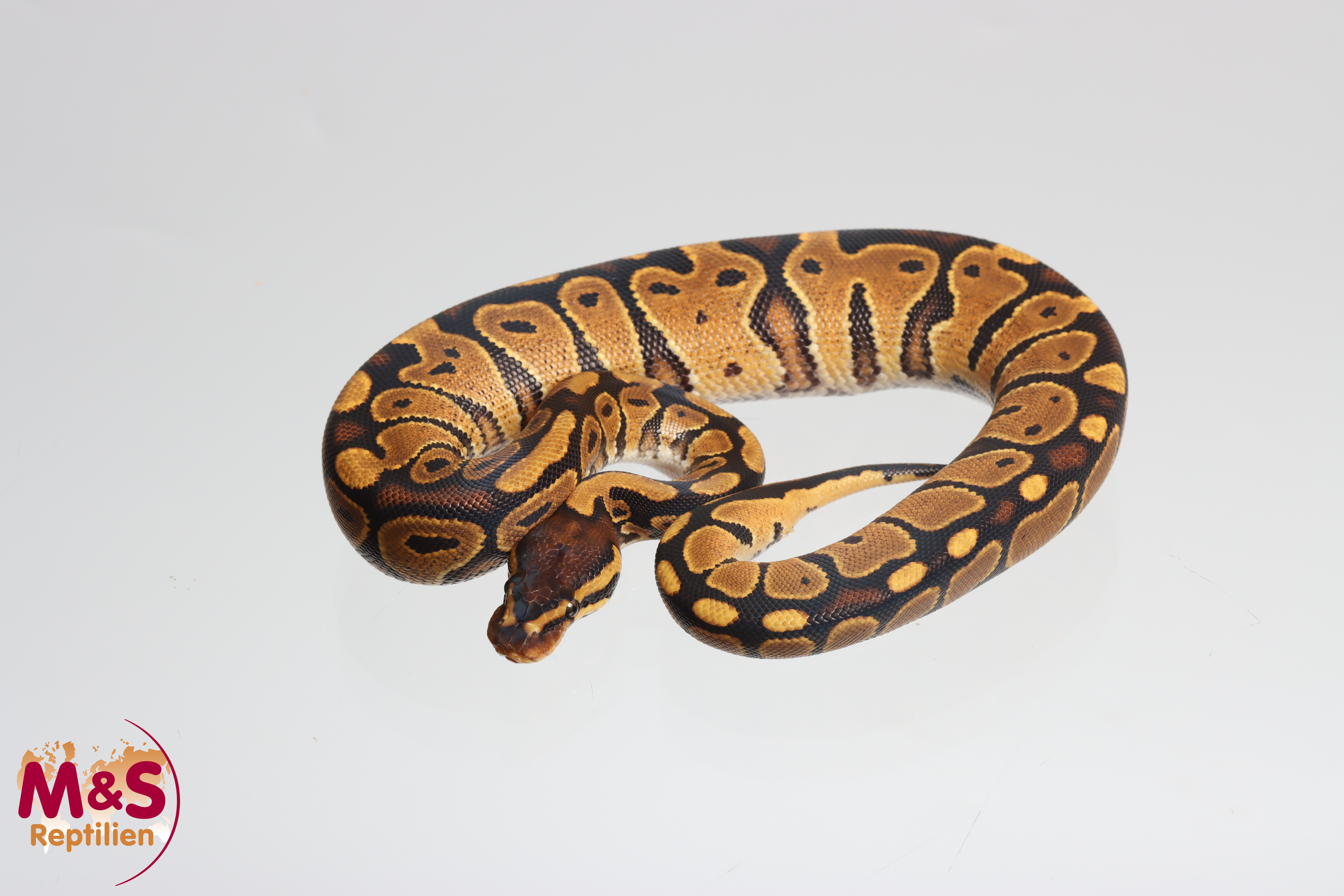 0.1 (Female) Gravel Königspython NZ´M&S´25 Python regius