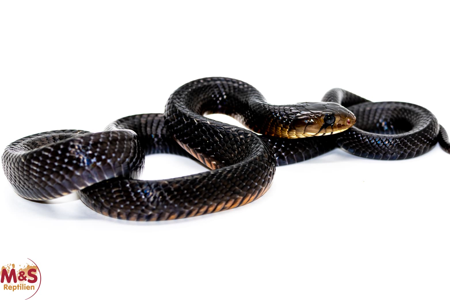 Black Texas Indigonatter NZ´24 (ca.110-120 cm) Drymarchon melanurus erebennus