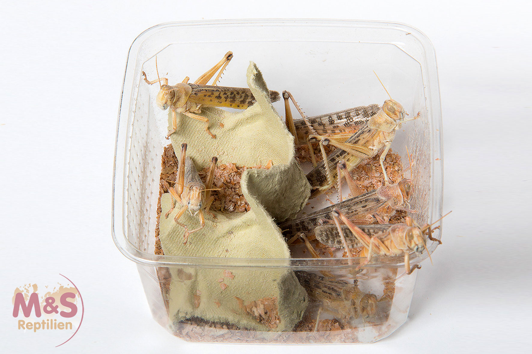 Wüstenheuschrecken groß (Schistocerca gregaria) Futterinsekten Spar-Abo 7-tägig