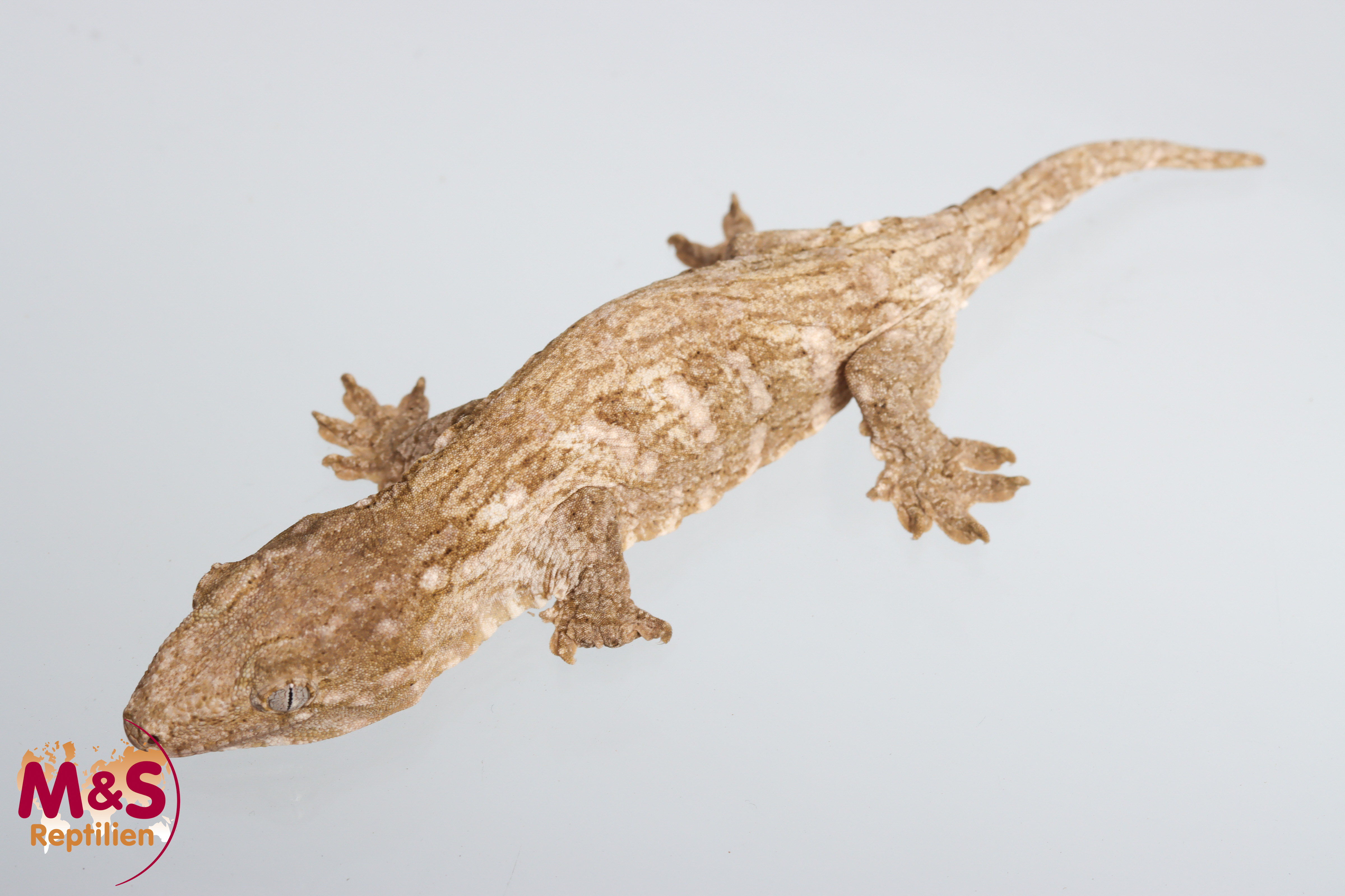 0.1 (Female) Riesengecko -Friedel x Tröger/Friedel (small-medium) NZ´M&S 25 R. leachianus (Originalbild)