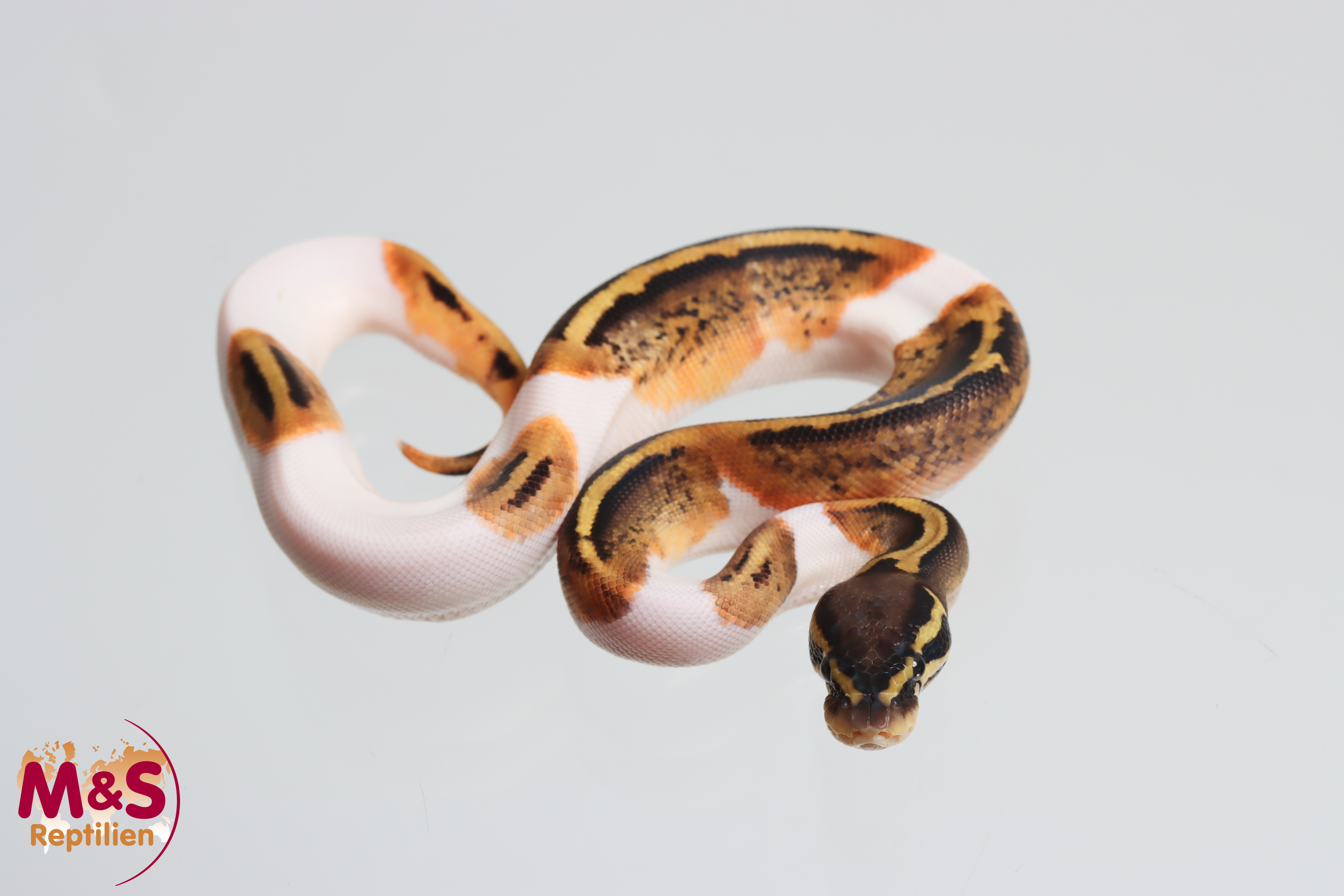 0.1 (Female) Piebald Gene X 100% hetero Ghost Königspython NZ´M&S´26 Python regius