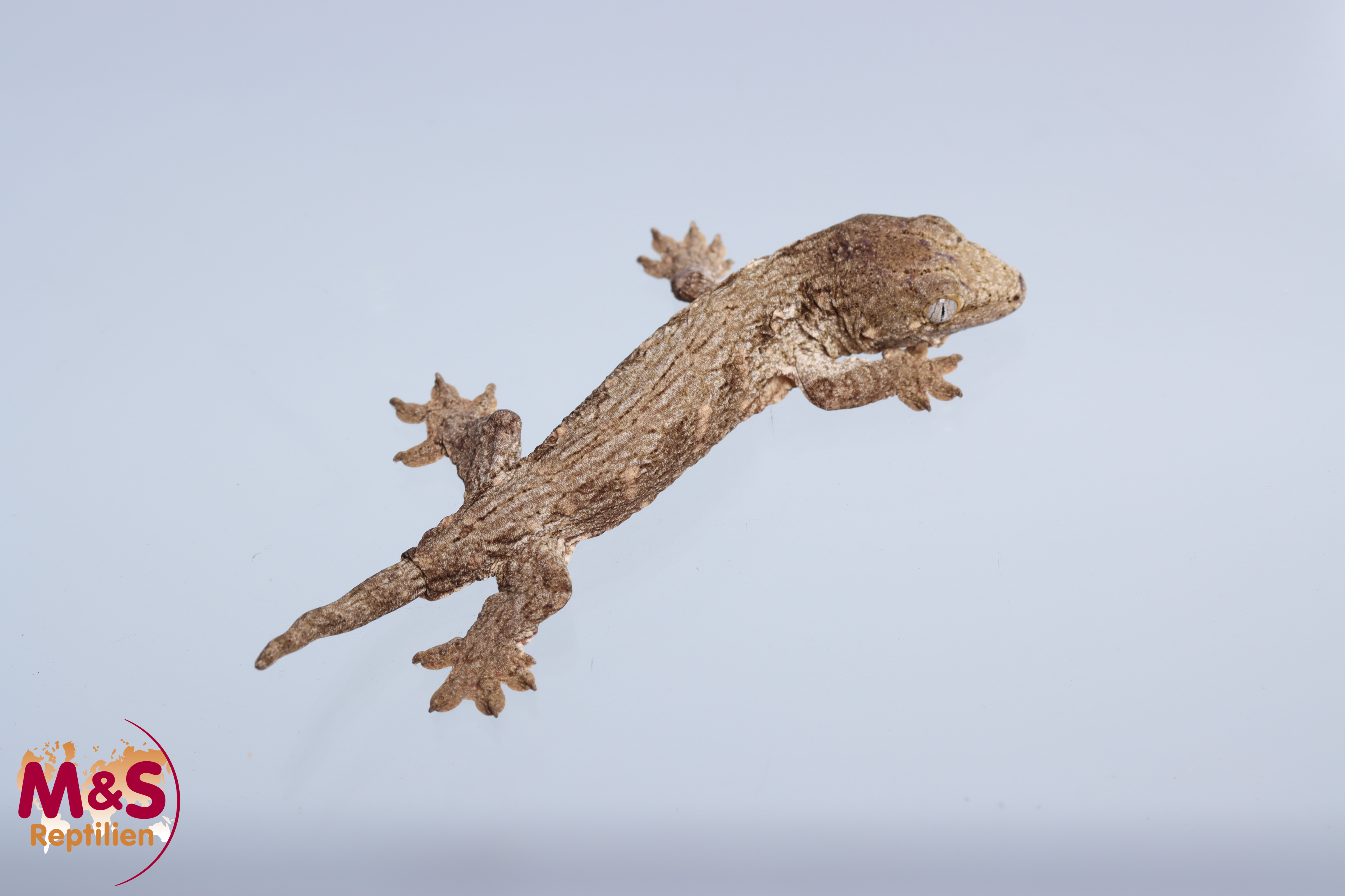 0.1 (Female) Riesengecko -Friedel x Tröger- (small) NZ´M&S 24 Rhaco. leachianus (Originalbild)