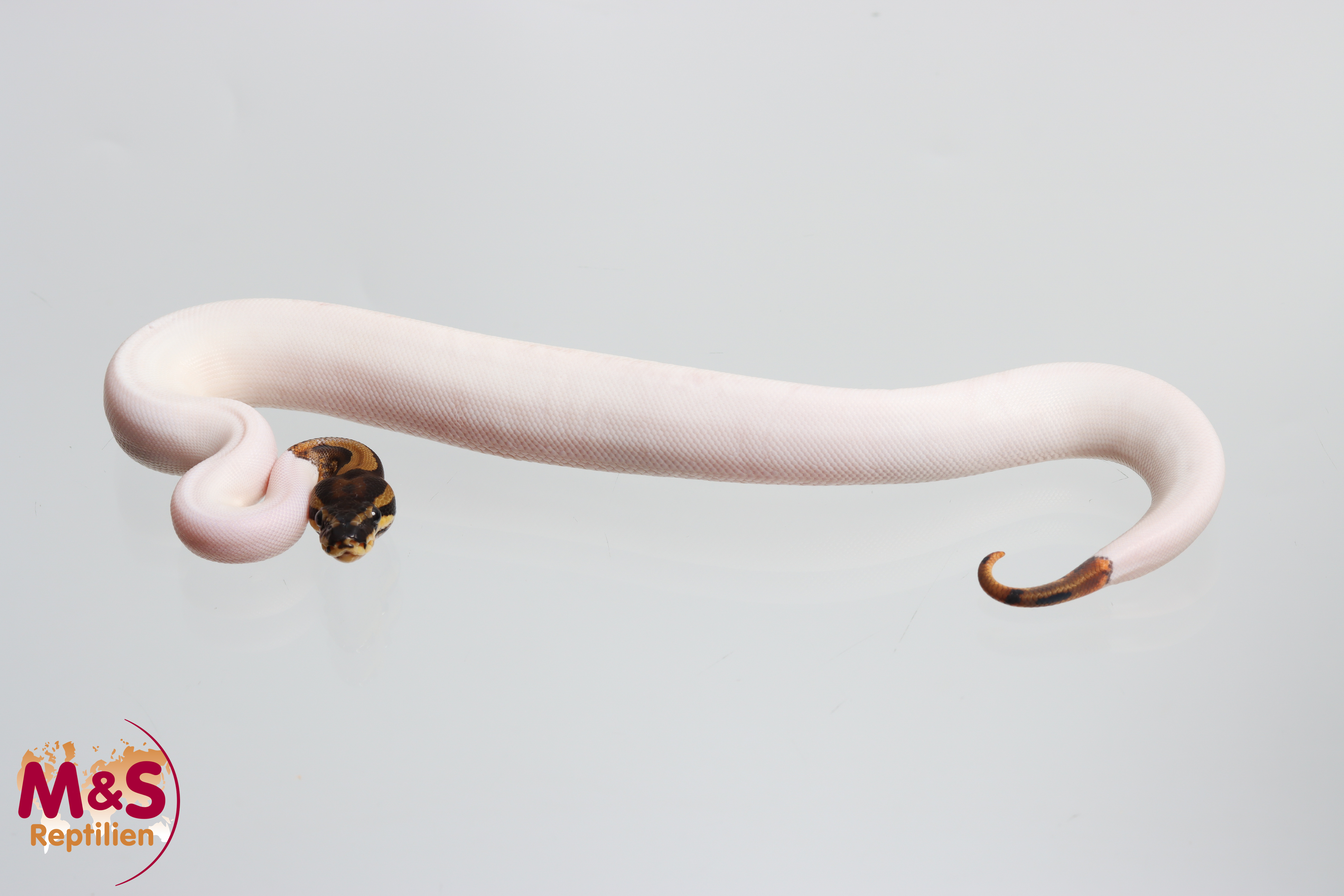 0.1 (Female) Piebald (High White) Königspython NZ´26 Python regius