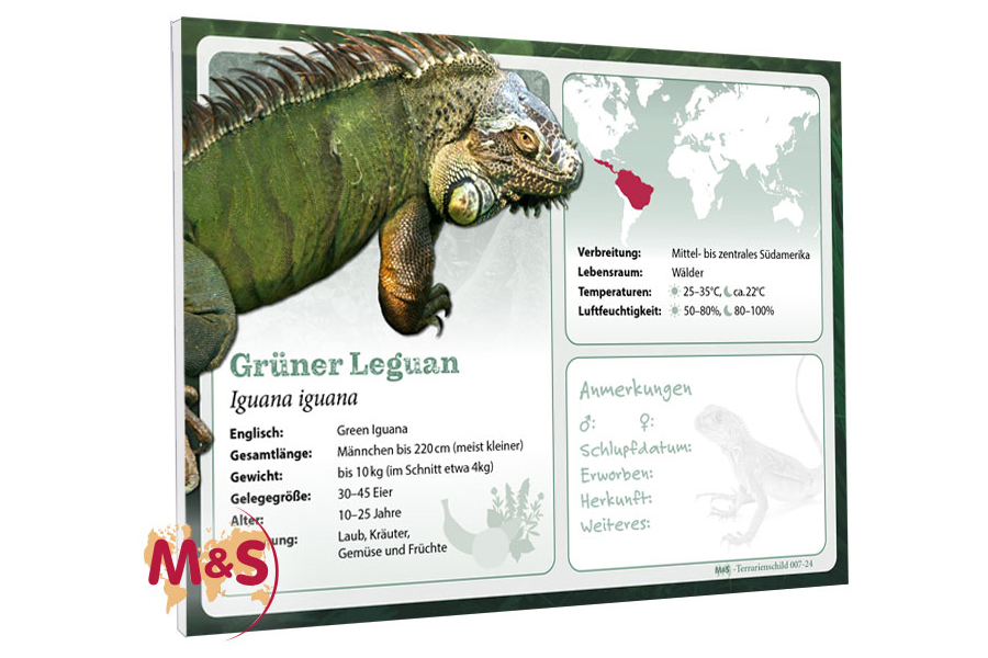 Terrarienschild (Zooschild) Grüner Leguan, Iguana iguana