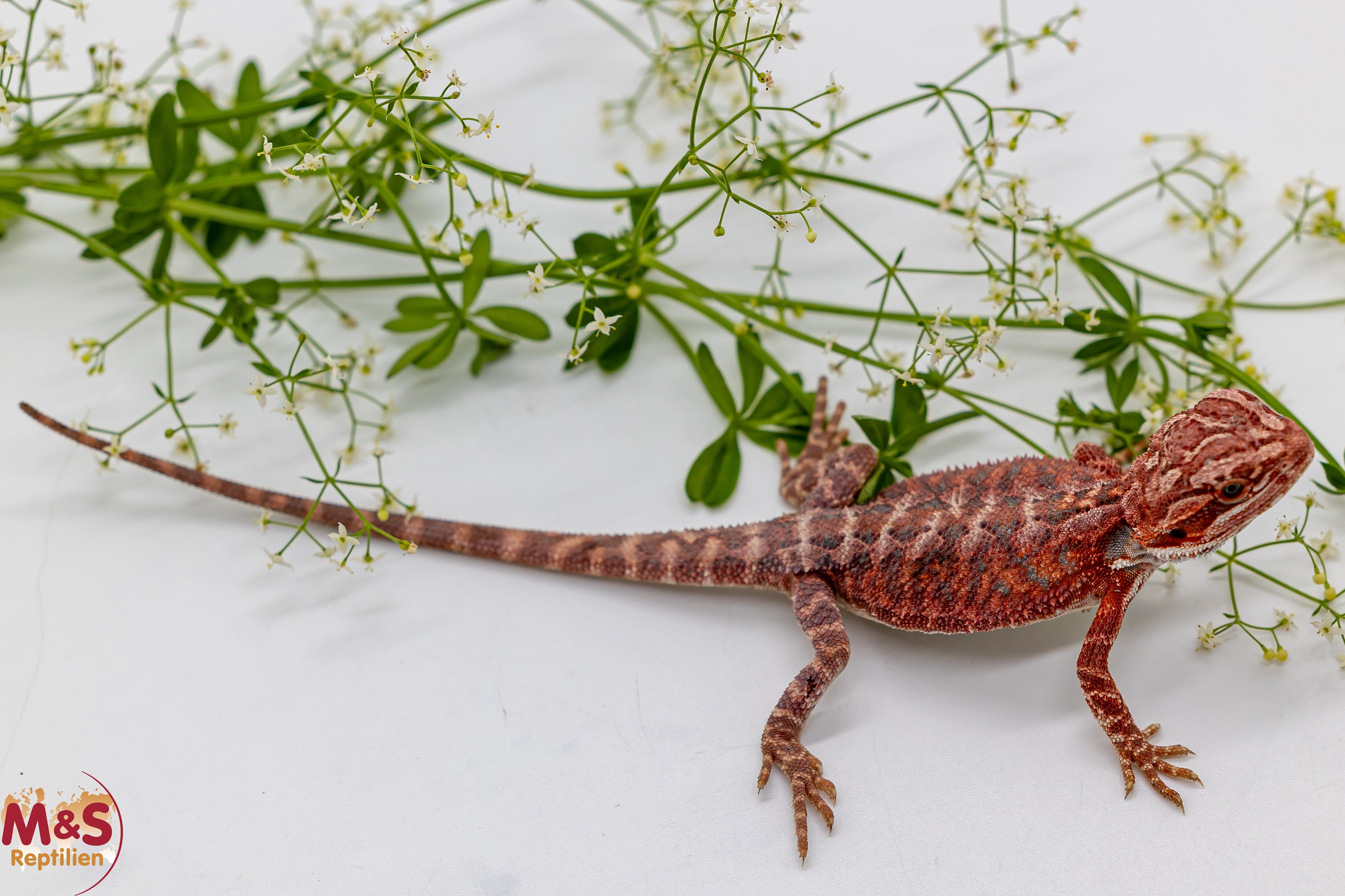 Hypo Extreme Red -Blue Tiger- Bartagame (small-ca. 10-15cm) NZ´26 Pogona vitticeps (Geschlecht unbekannt)