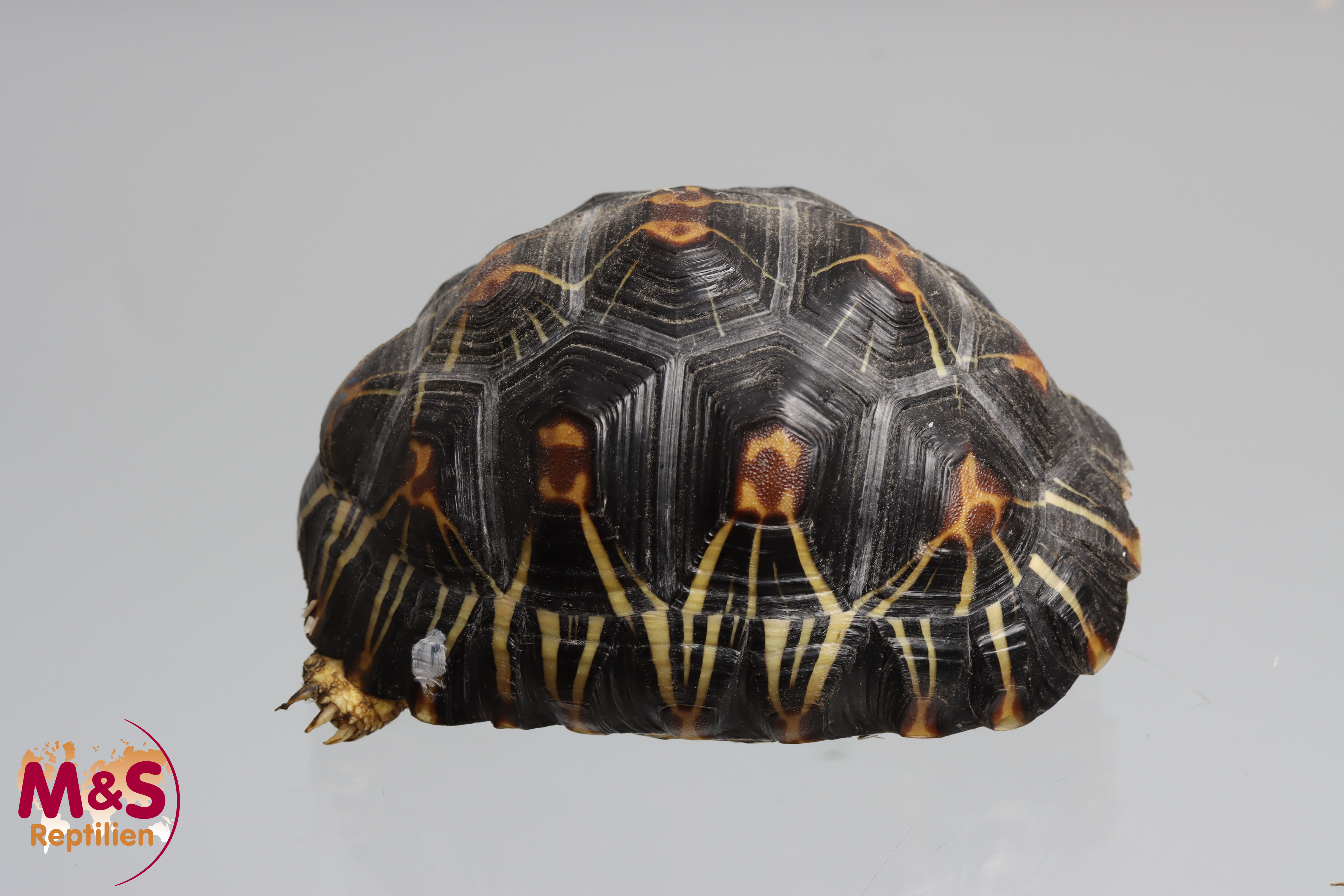 Strahlenschildkröte NZ´ 23 ( ca.11,5 cm/ca.330g) Astrochelys radiata (Originalbild)