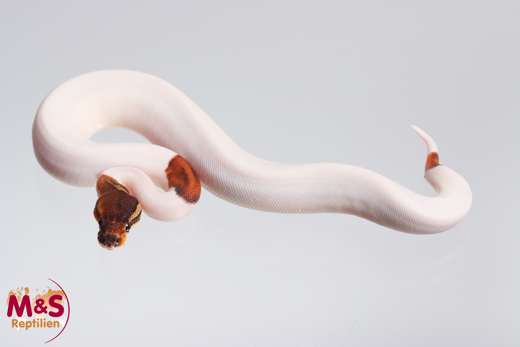 0.1 (Female) Piebald Copper Enchi Königspython NZ´M&S´23 Python regius