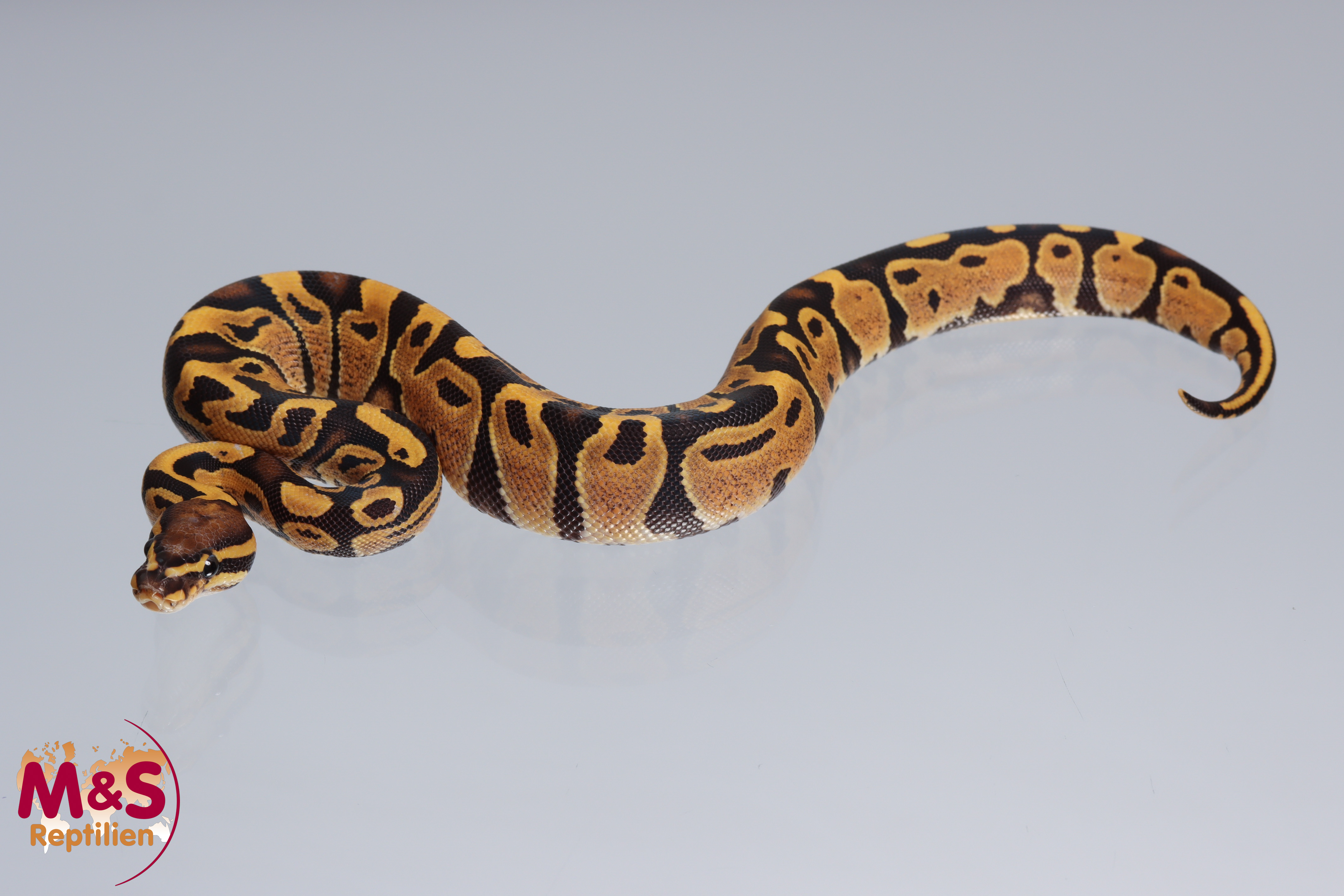 1.0 (Male) Fire Scaleless Head Königspython NZ´M&S´22 Python regius