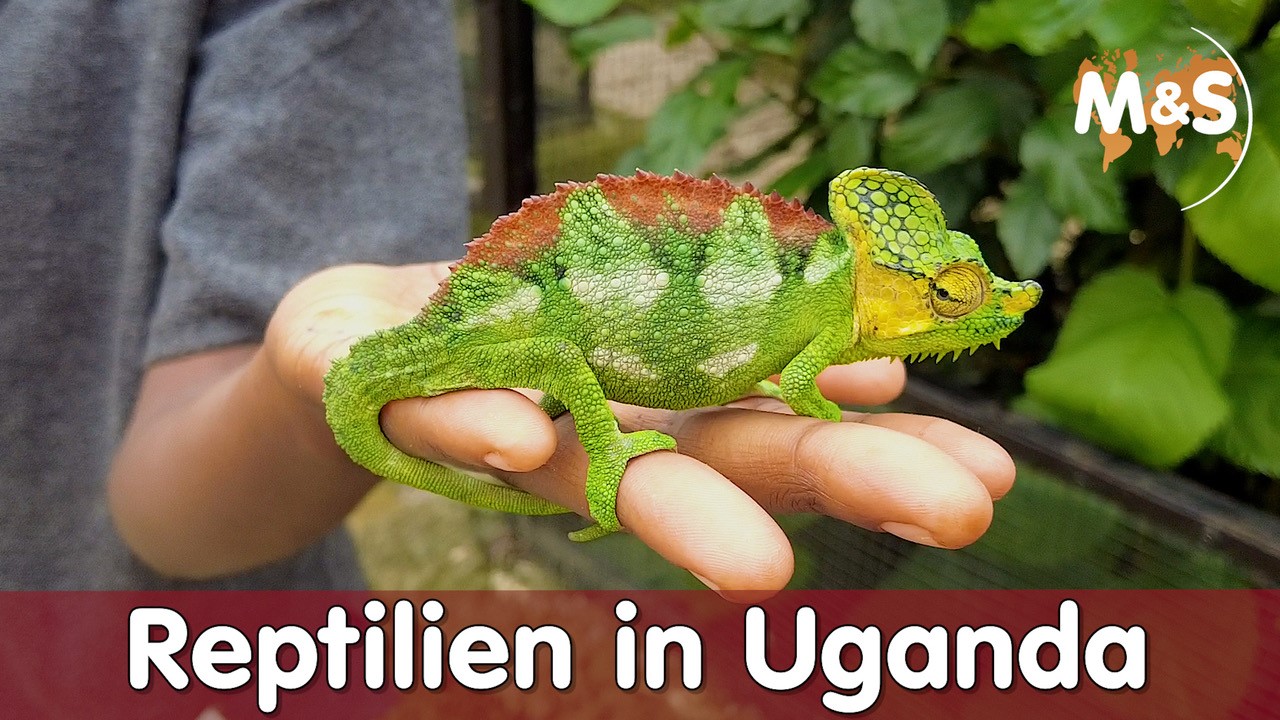 CTC Conservation Center | Reptilien | Uganda