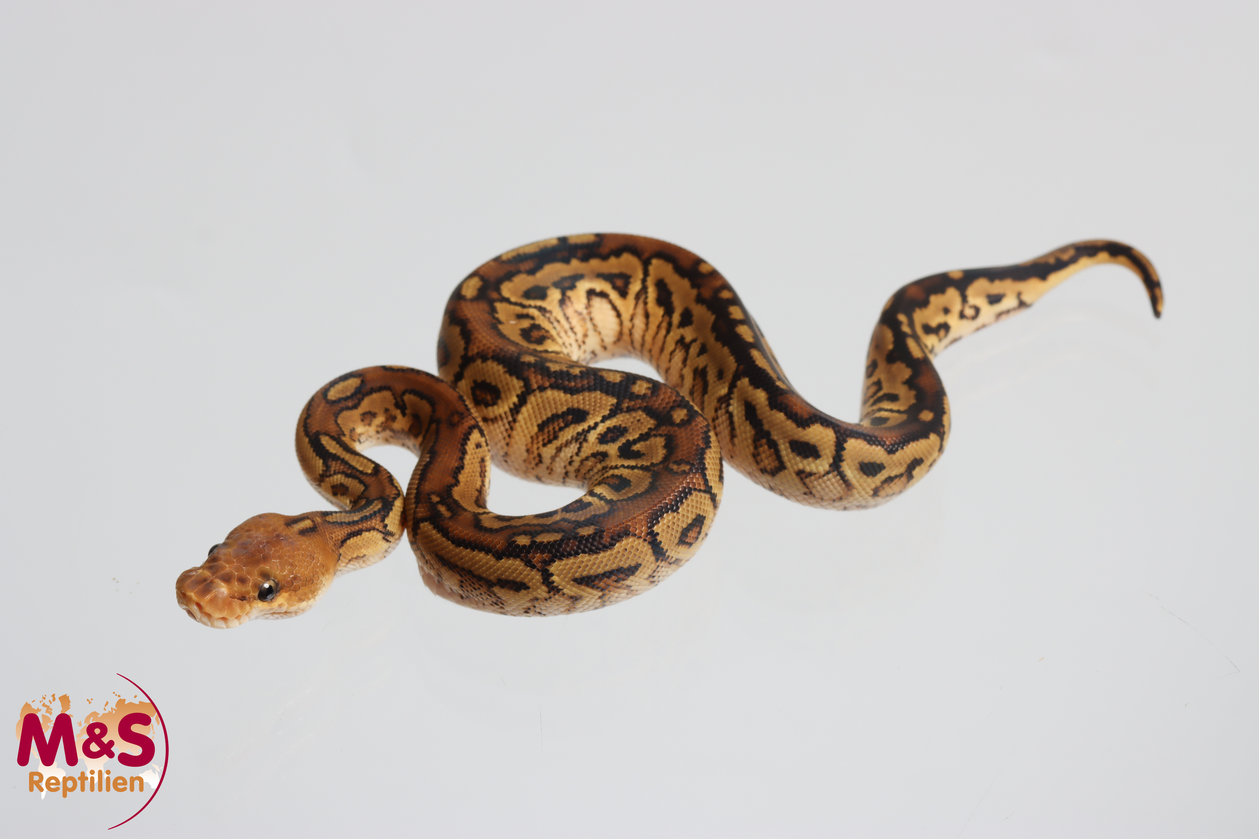 0.1 (Female) Bongo Clown Leopard Königspython NZ´M&S´26 Python regius