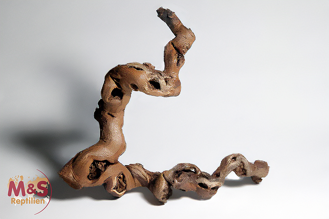 Rebwurzel klein, Länge: ca. 30-40  cm