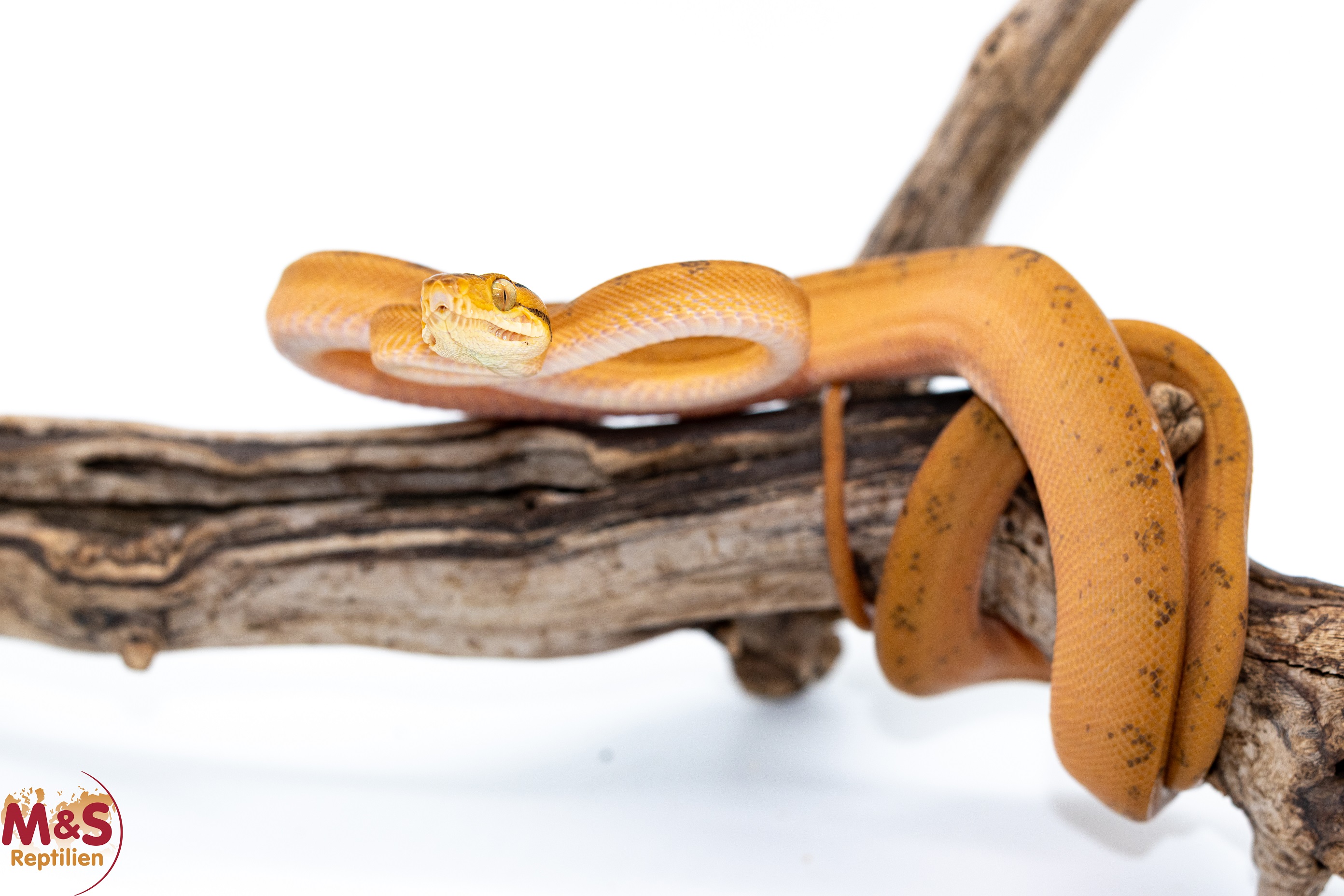 0.1 (Female) Gartenboa NZ’ 24 ( ca. 80-90 cm ) Corallus hortulanus (Originalbild)