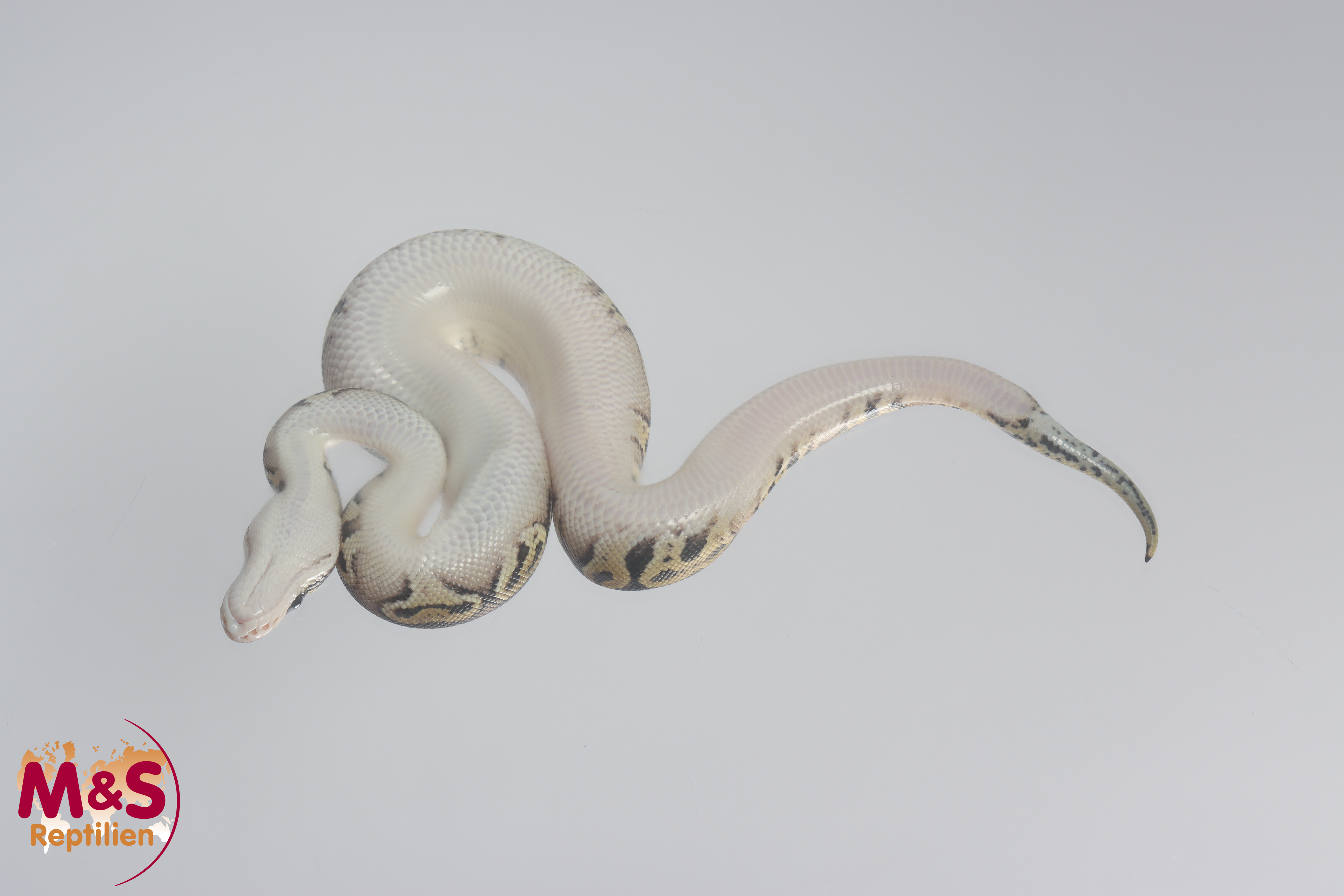 1.0 (Male) Bongo - Pastel 66% pos. hetero für Clown Königspython NZ´M&S´22 Python regius