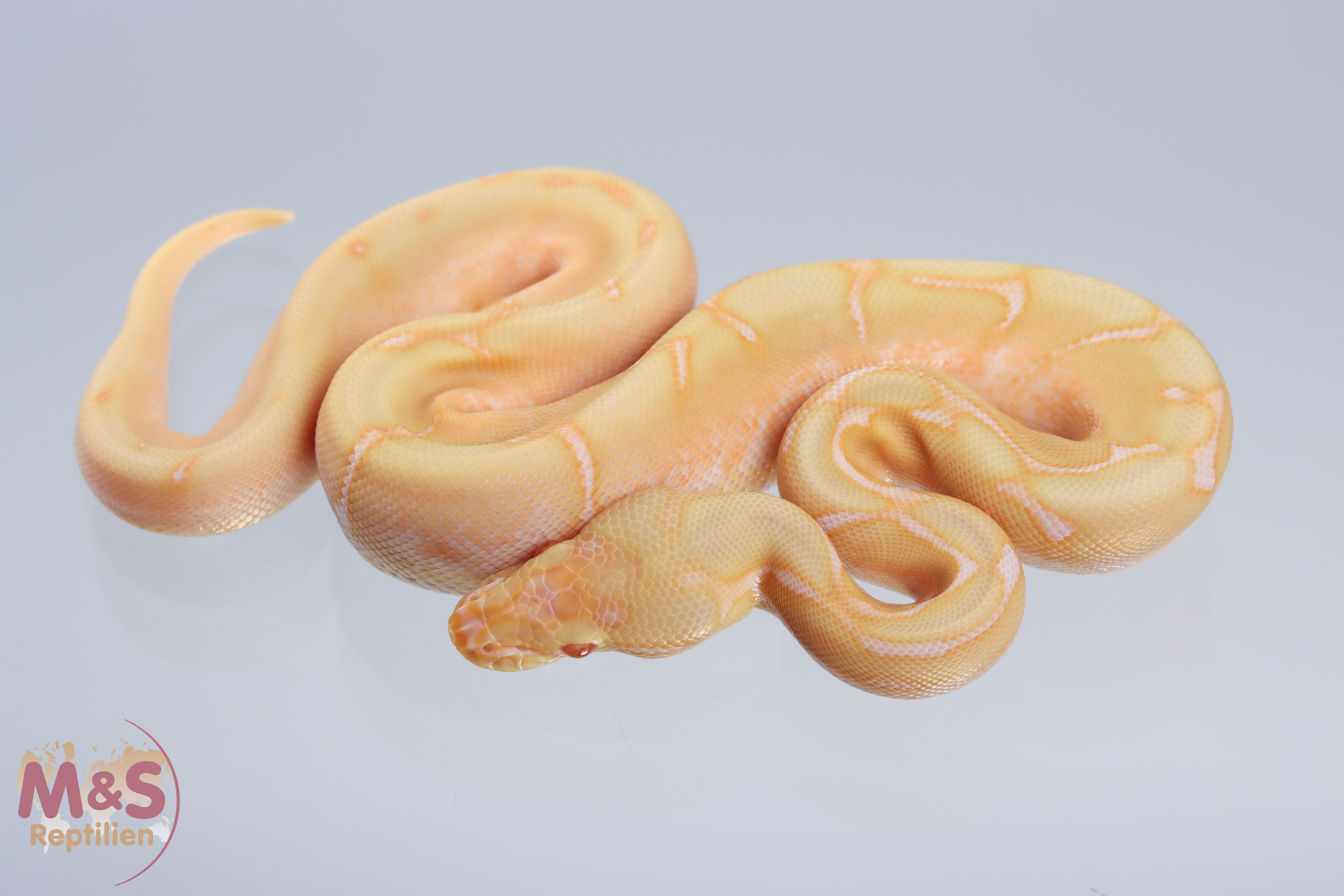 1.0 (Male) Albino - Spider 100% hetero Piebald Königspython NZ´M&S´21 Python regius