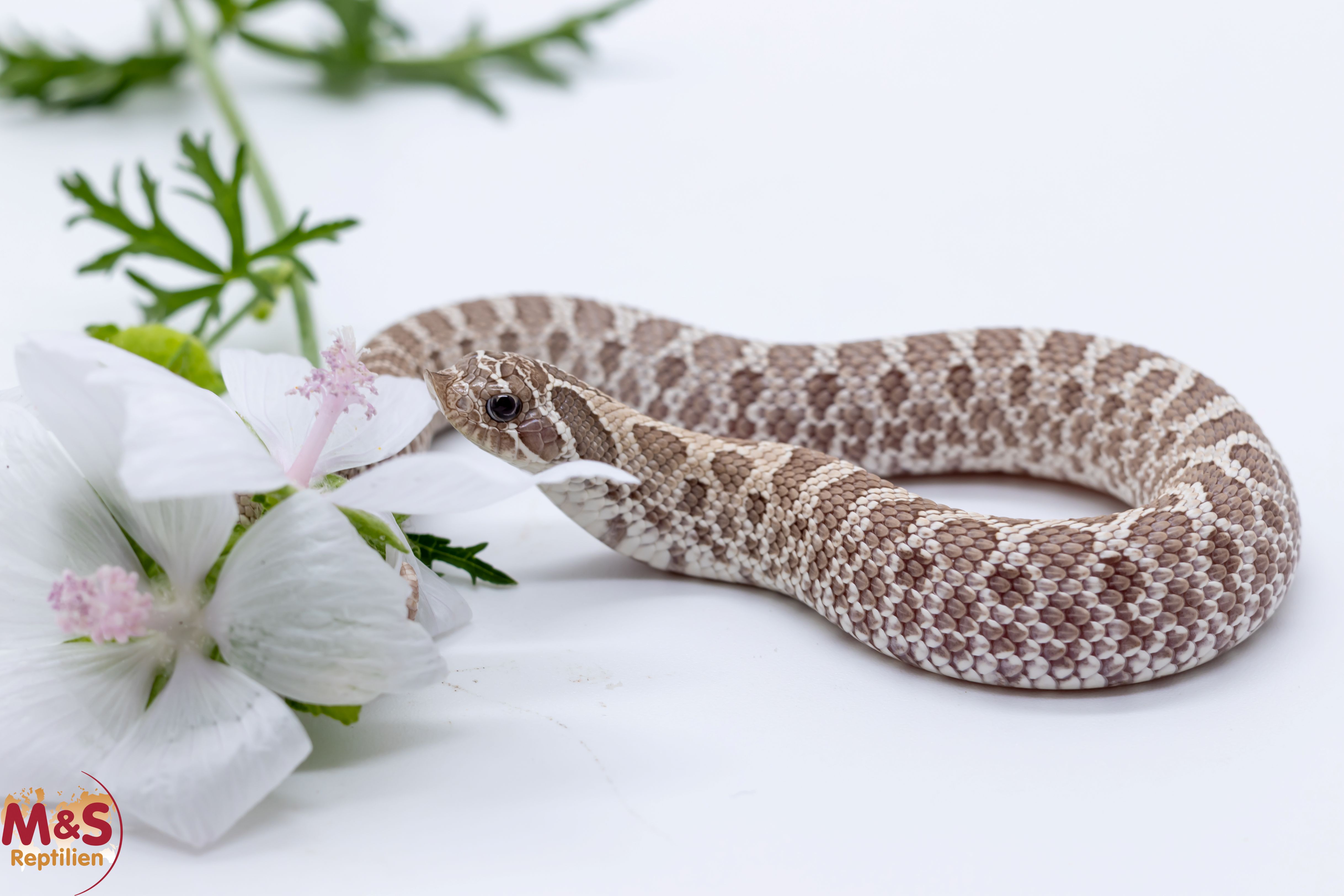 Hakennasennatter "Ghost" NZ´25 (ca. 20cm) Heterodon n. nasicus (Symbolbild)