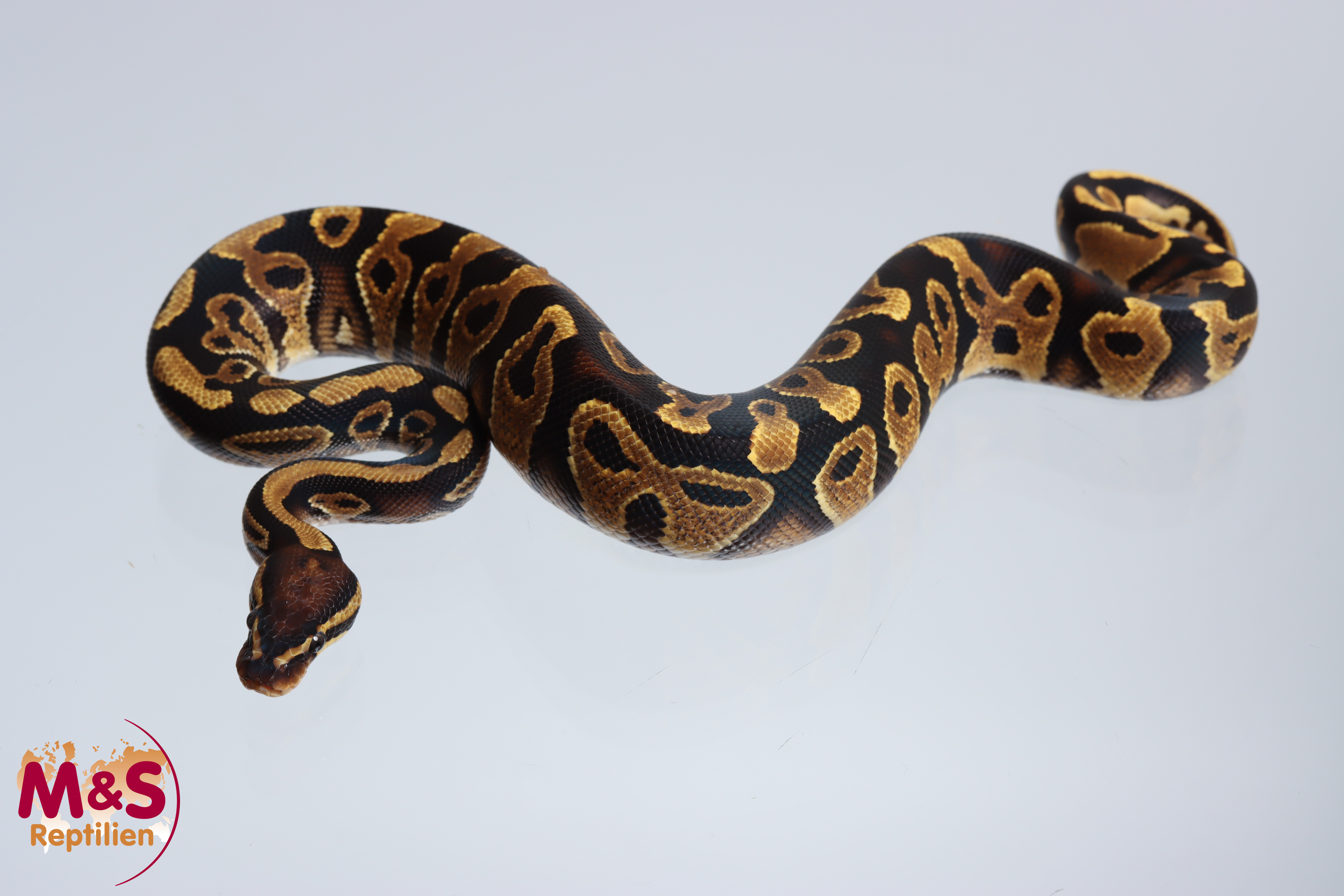 1.0 (Male) Yellowbelly Königspython NZ´M&S´24 Python regius