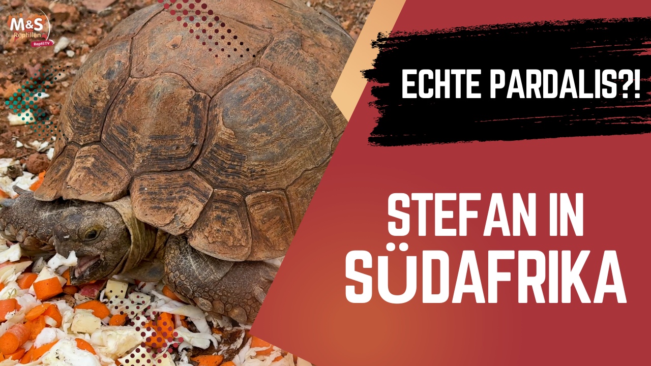 Pardalis oder doch Babcocki? Die Wahrheit über Afrikas Landschildkröten!
