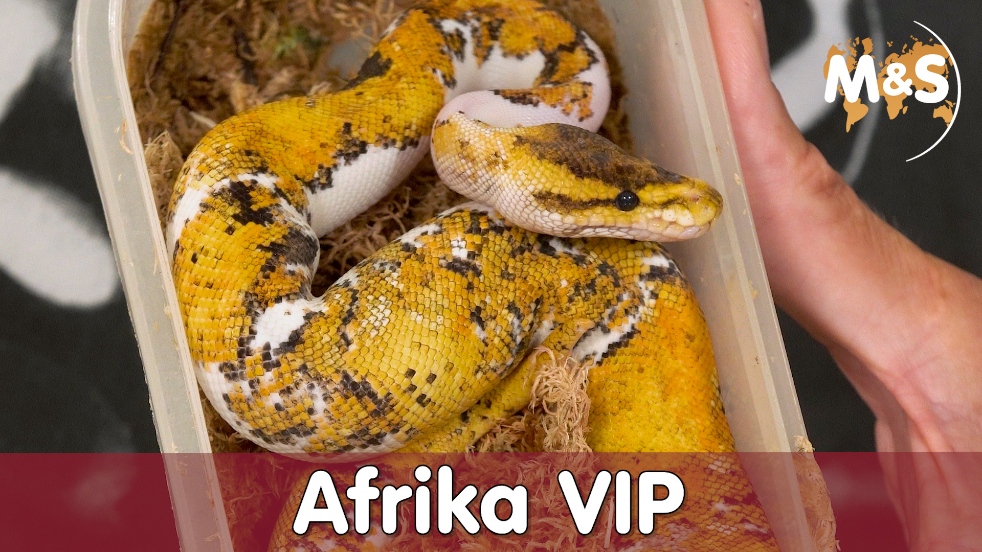 Afrika VIP ball | So prüfe ich die GENETIK | A new STAR is born!
