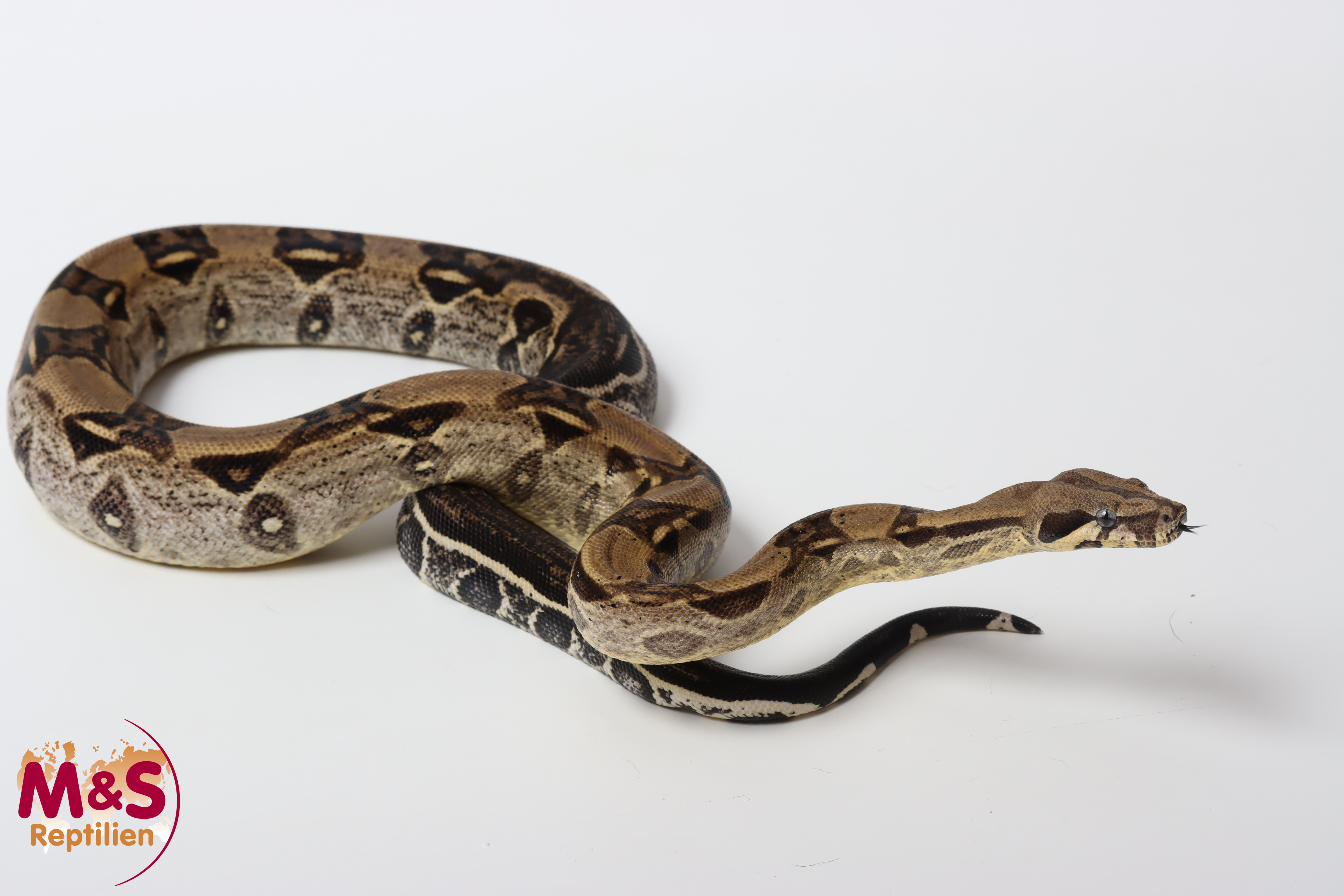 0.1 (Female) Anery 1 66% DH Albino Leopard NZ'24 (ca.90cm) Boa c. imperator (Originalbild)