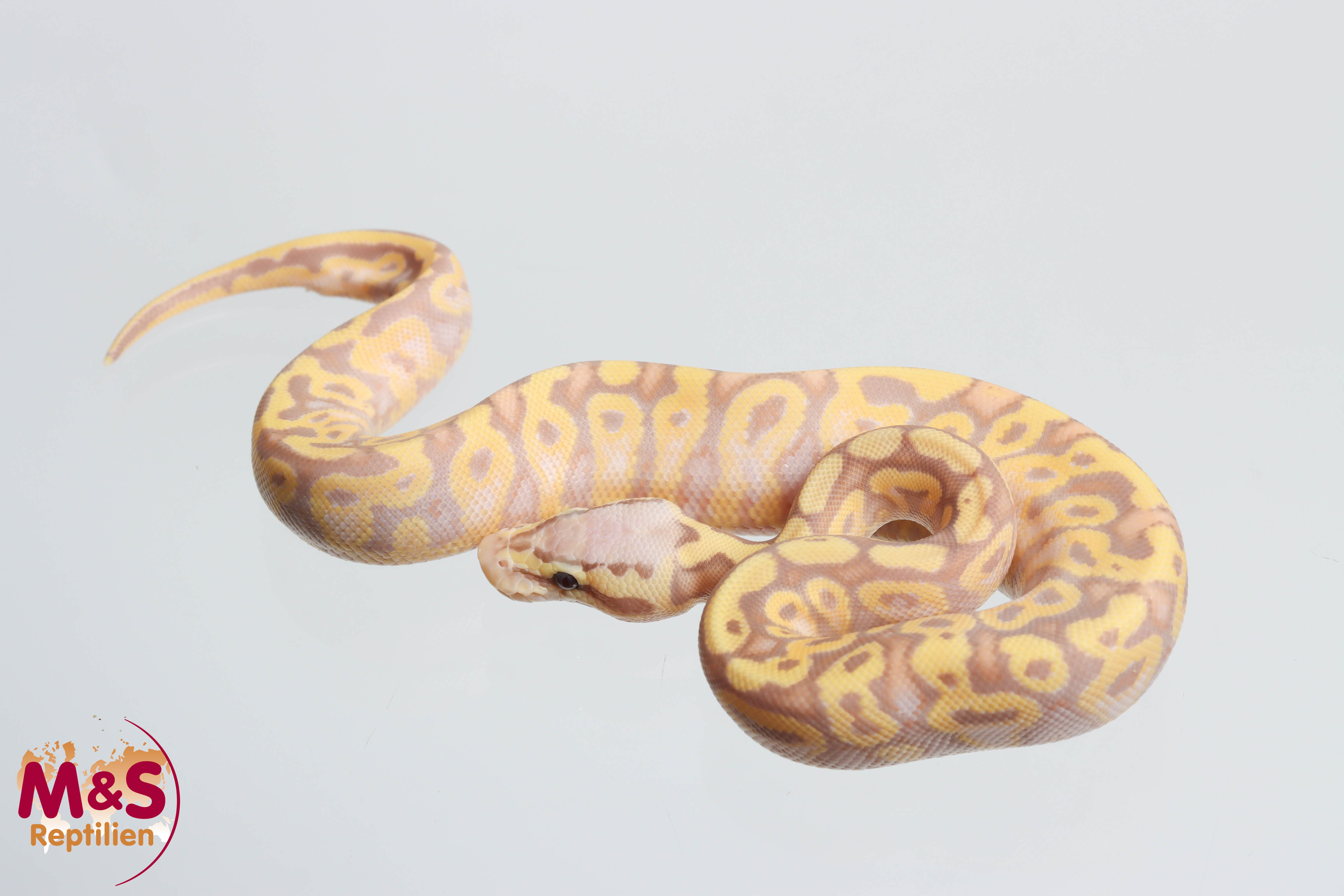 0.1 (Female) Coral Glow - Pastel - Leopard 100% het. Clown 50% poss. Piebald NZ´M&S´26 Python regius