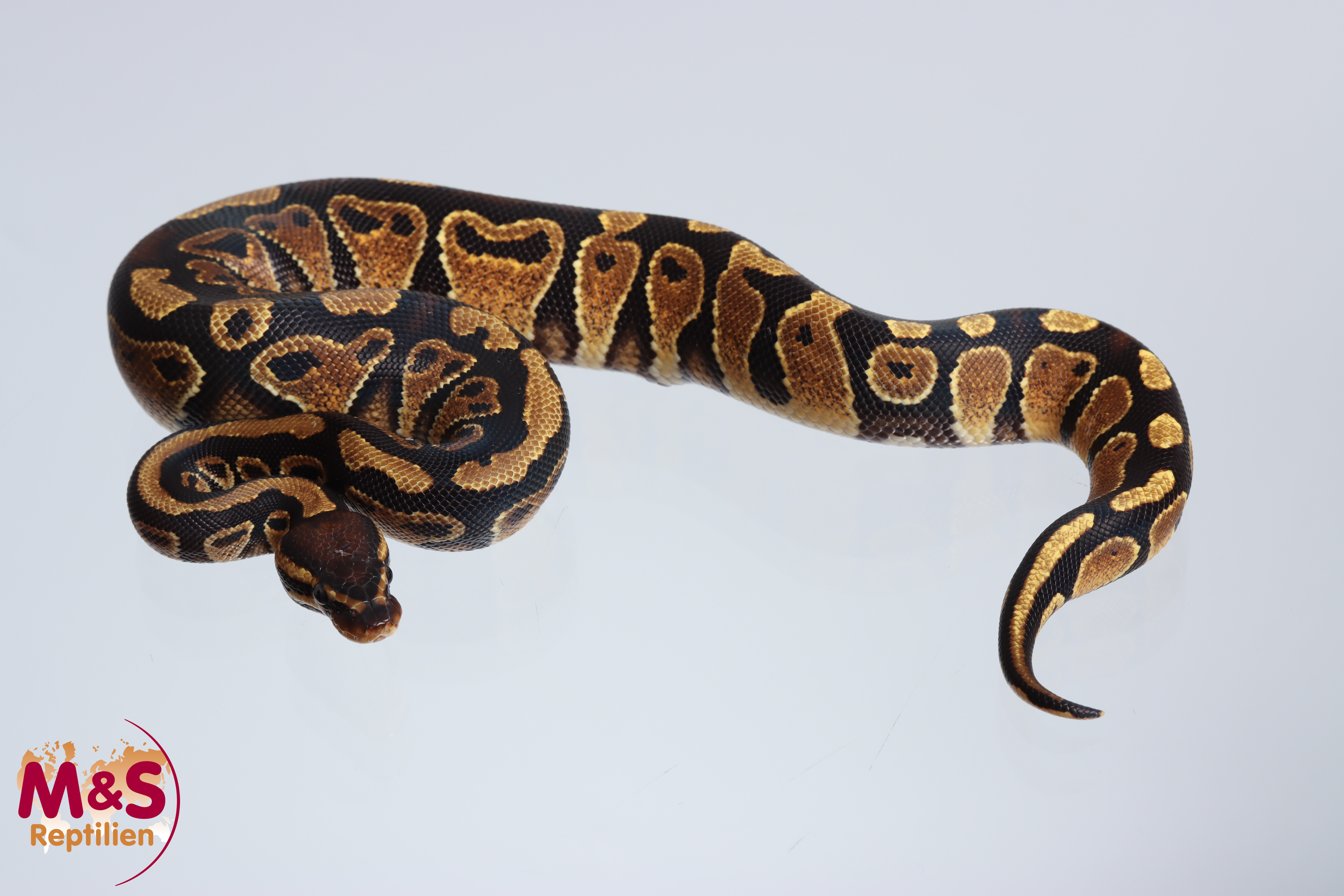 0.1 (Female) Yellowbelly poss. Piebald Königspython NZ´M&S´24 Python regius