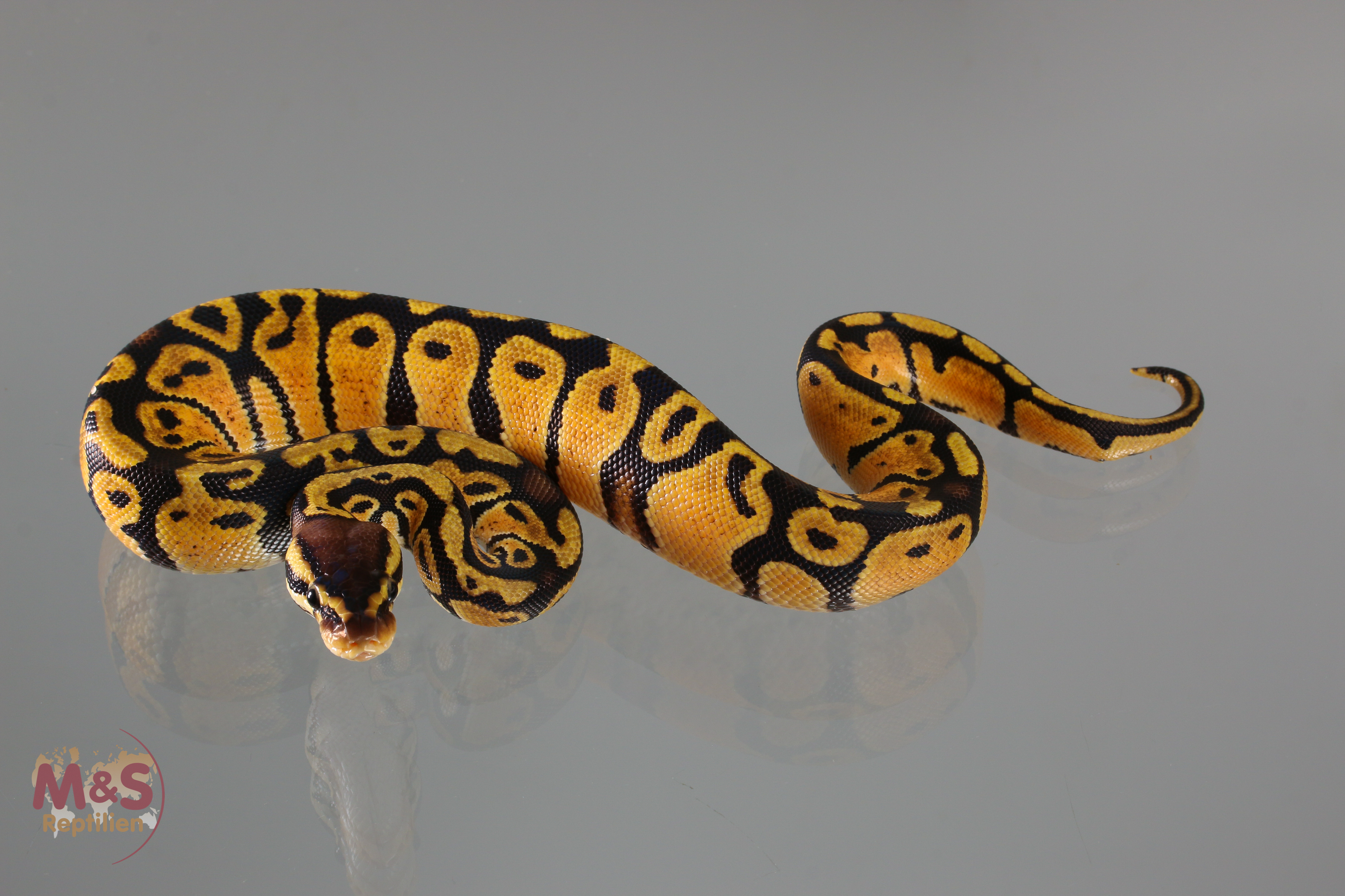 0.1 (Female) Gravel Pastel Königspython NZ´M&S´19 Python regius