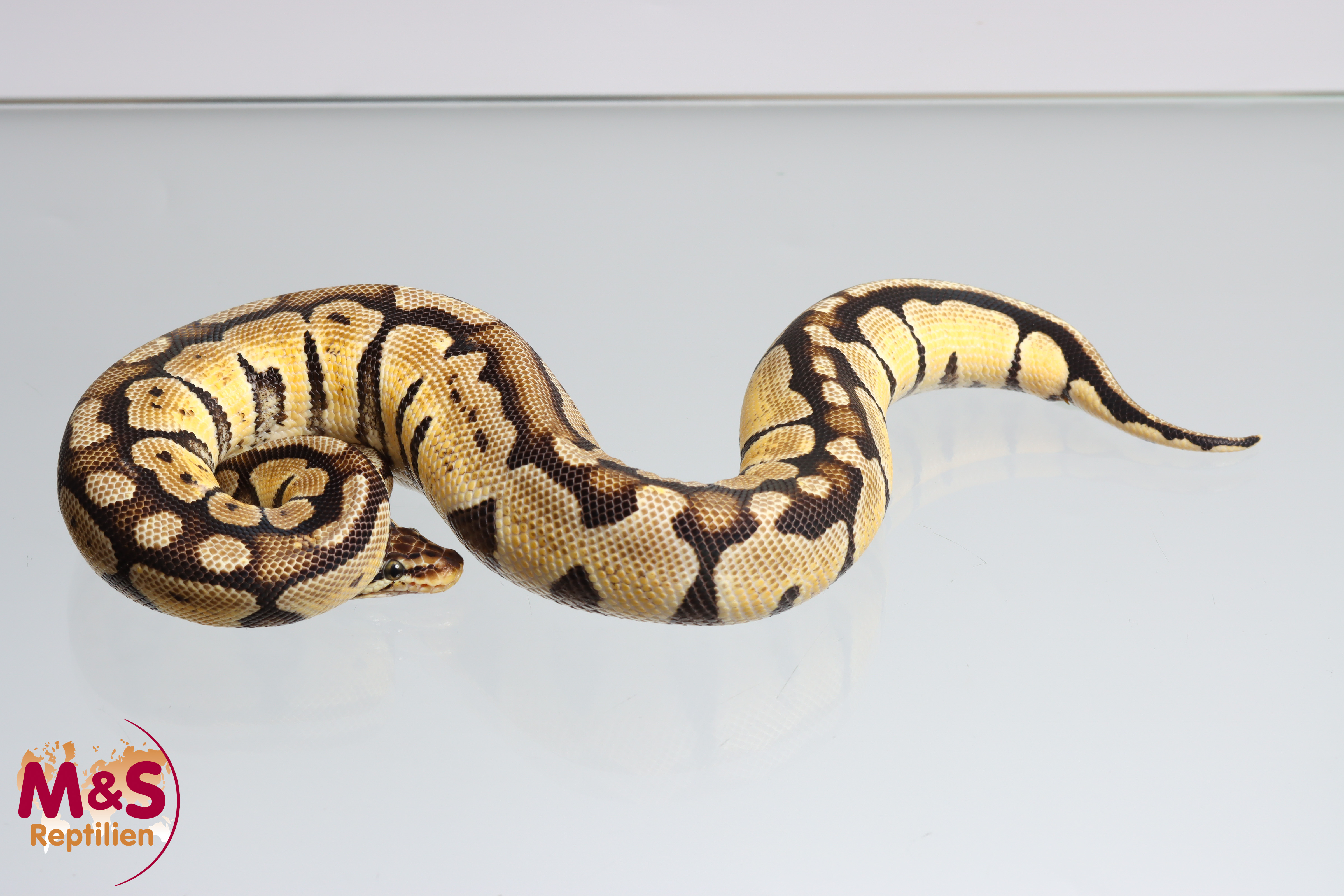 0.1 (Female) Pastel poss.Fire Königspython NZ'24 (aubadult) Python regius