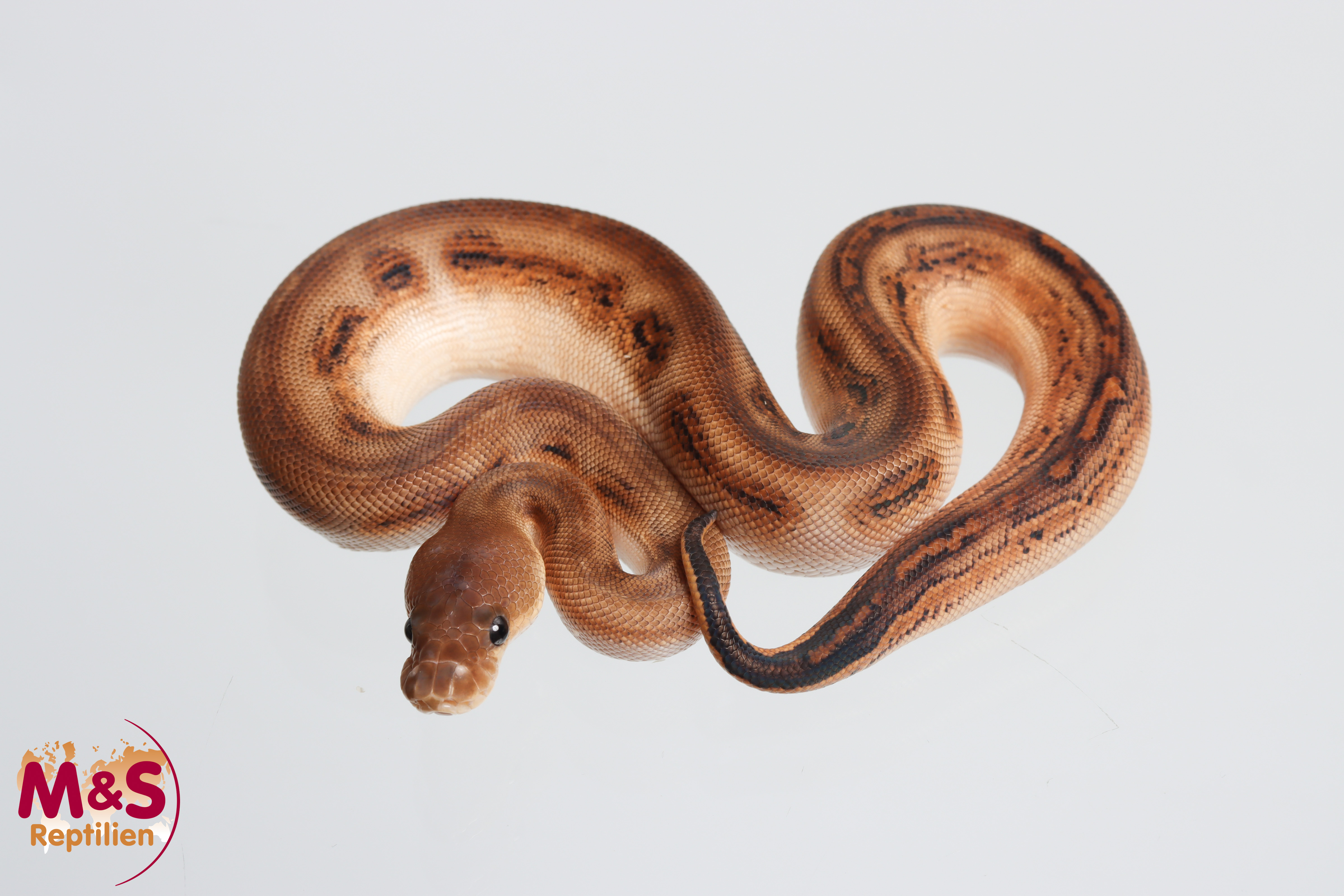 1.0 (Male) Clown - Bongo - Cinnamon  Königspython NZ´M&S´26 Python regius