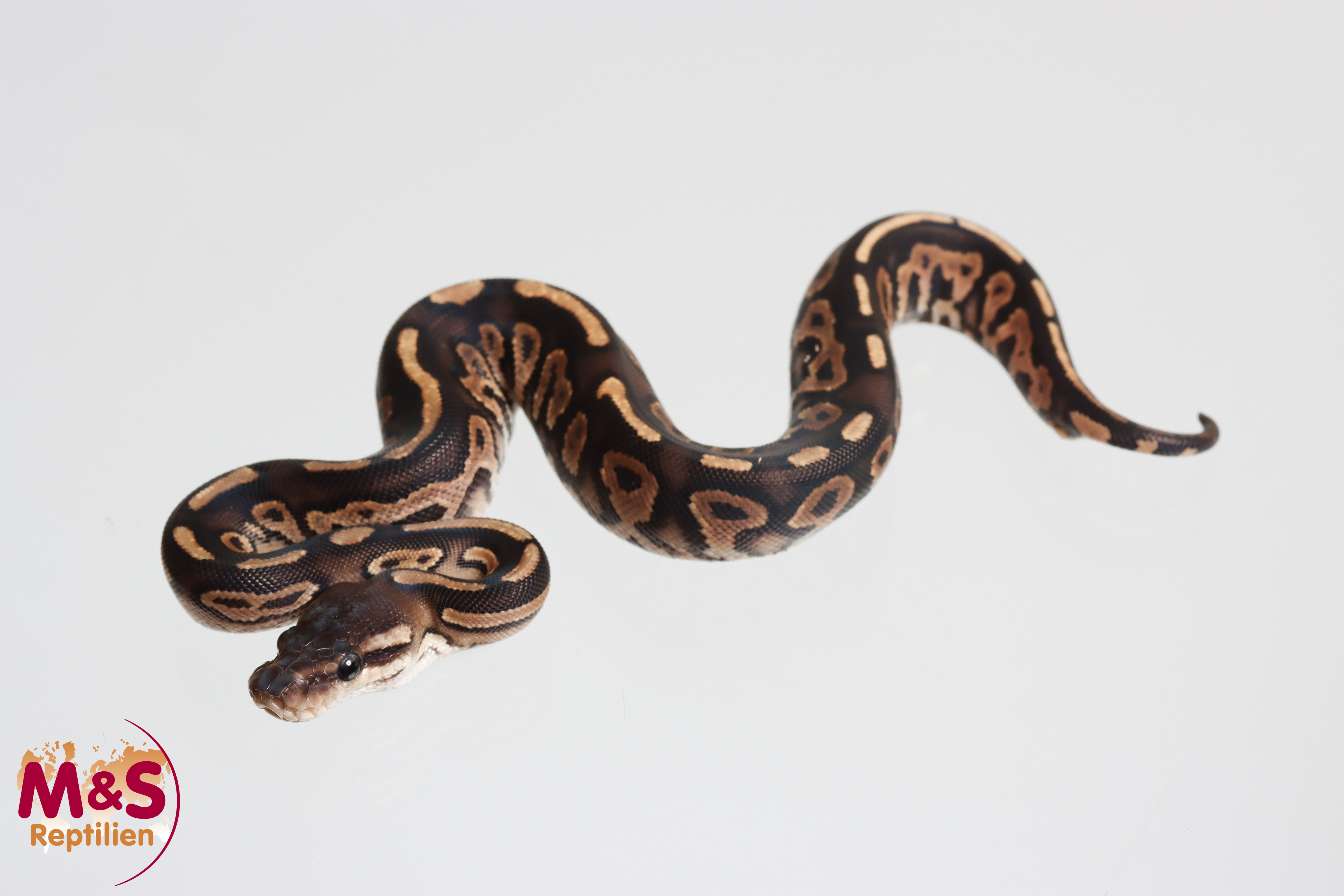 1.0 (Male) Black Pastel Königspython NZ´M&S´26 Python regius