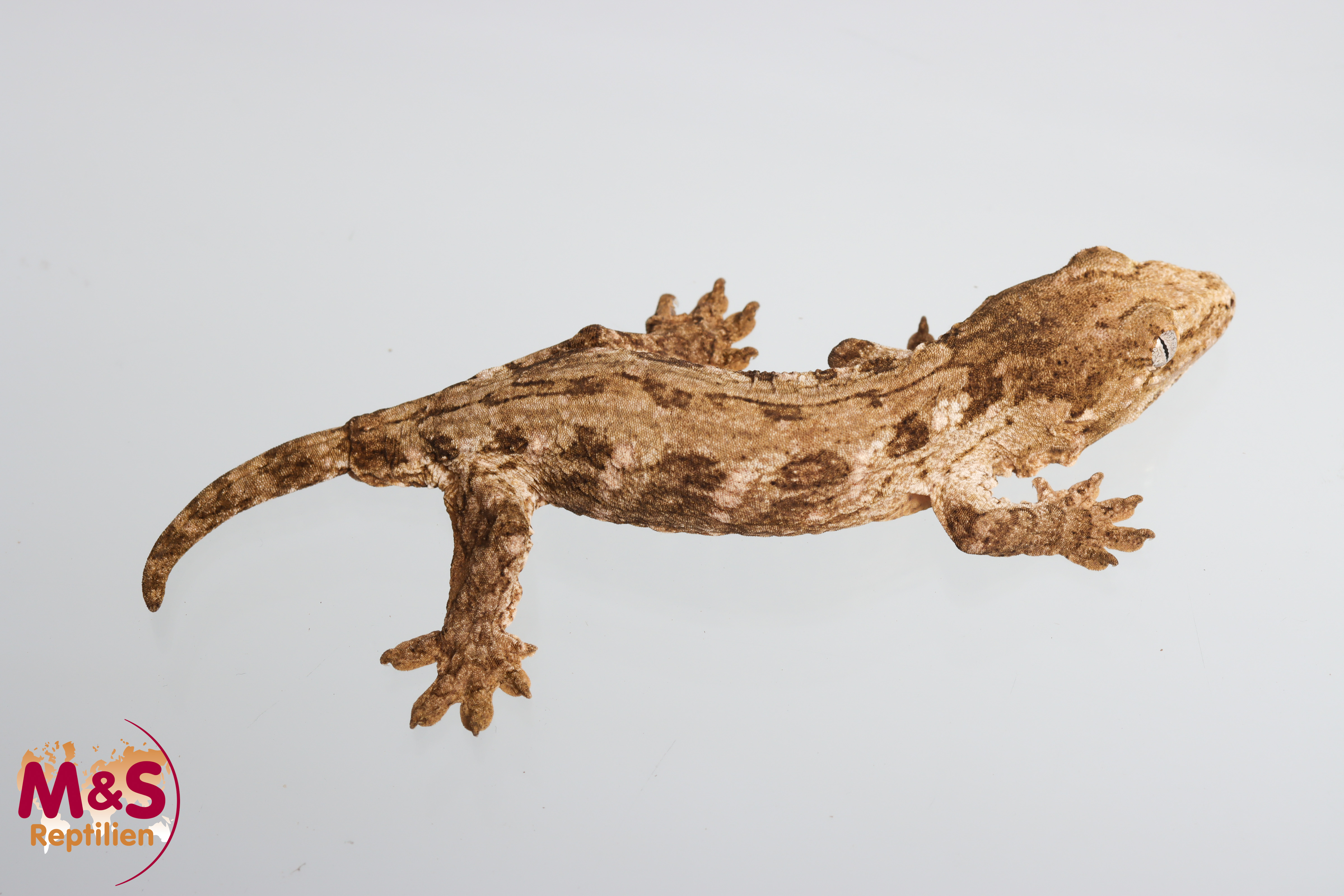 0.1 (Female) Riesengecko -Friedel x Tröger/Friedel (small-medium) NZ´M&S 25 R. leachianus (Originalbild)