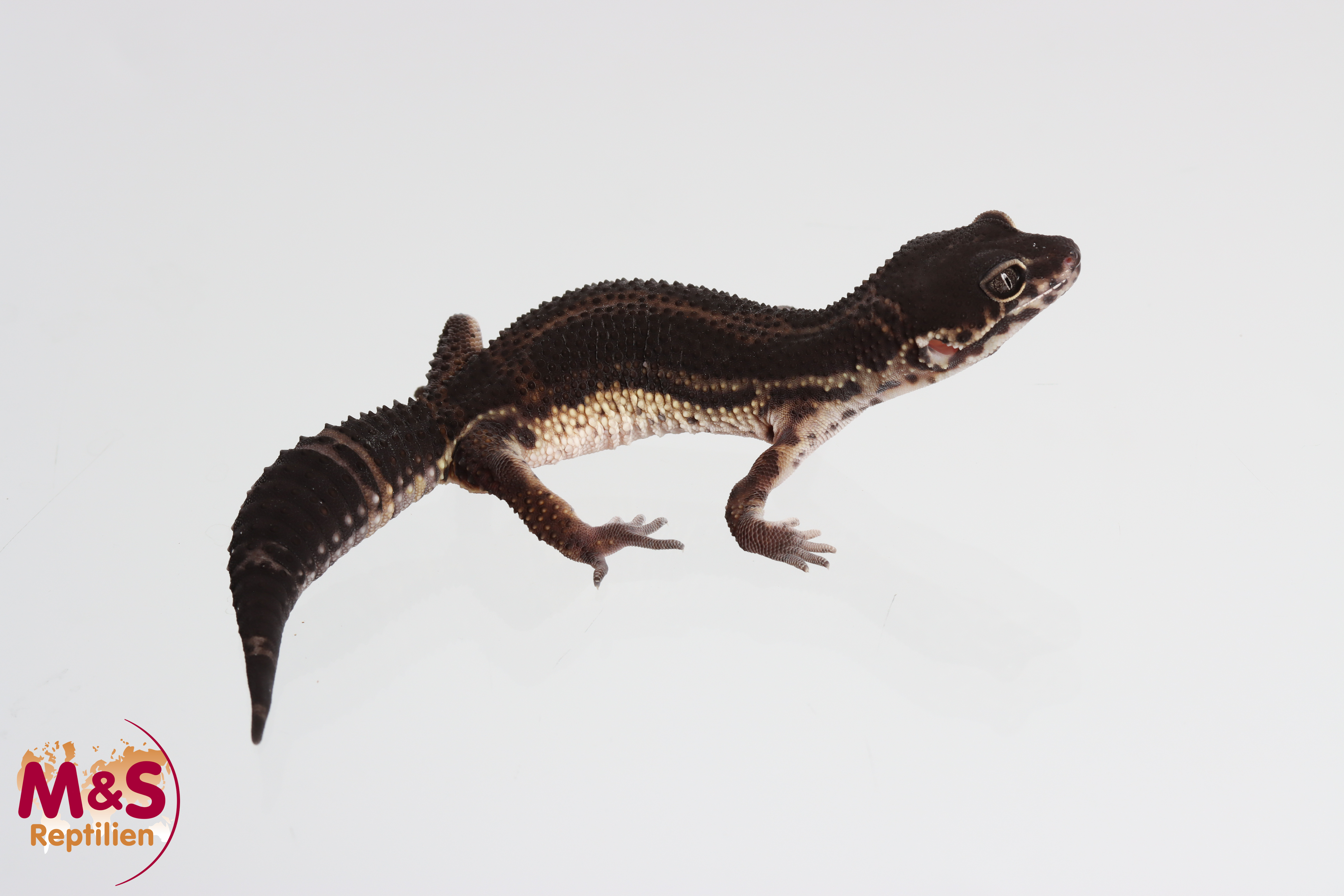 0.1 (Female) Black Night Leopardgecko NZ´24 (medium) E. macularius (Originalbild)