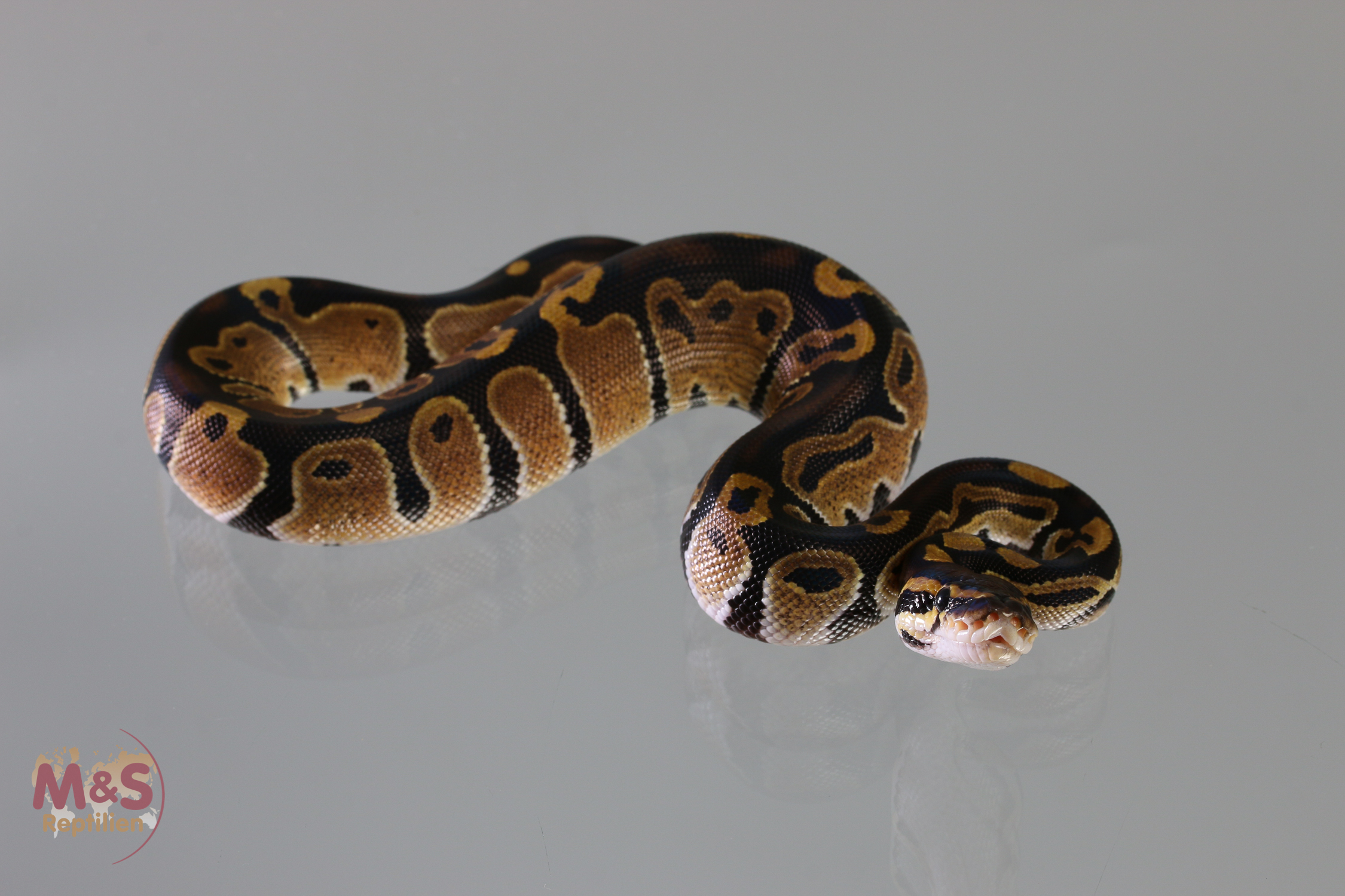 1.0 (Male) Triple het.: Piebald Albino Axantic Königspython NZ´M&S´19 Python regius