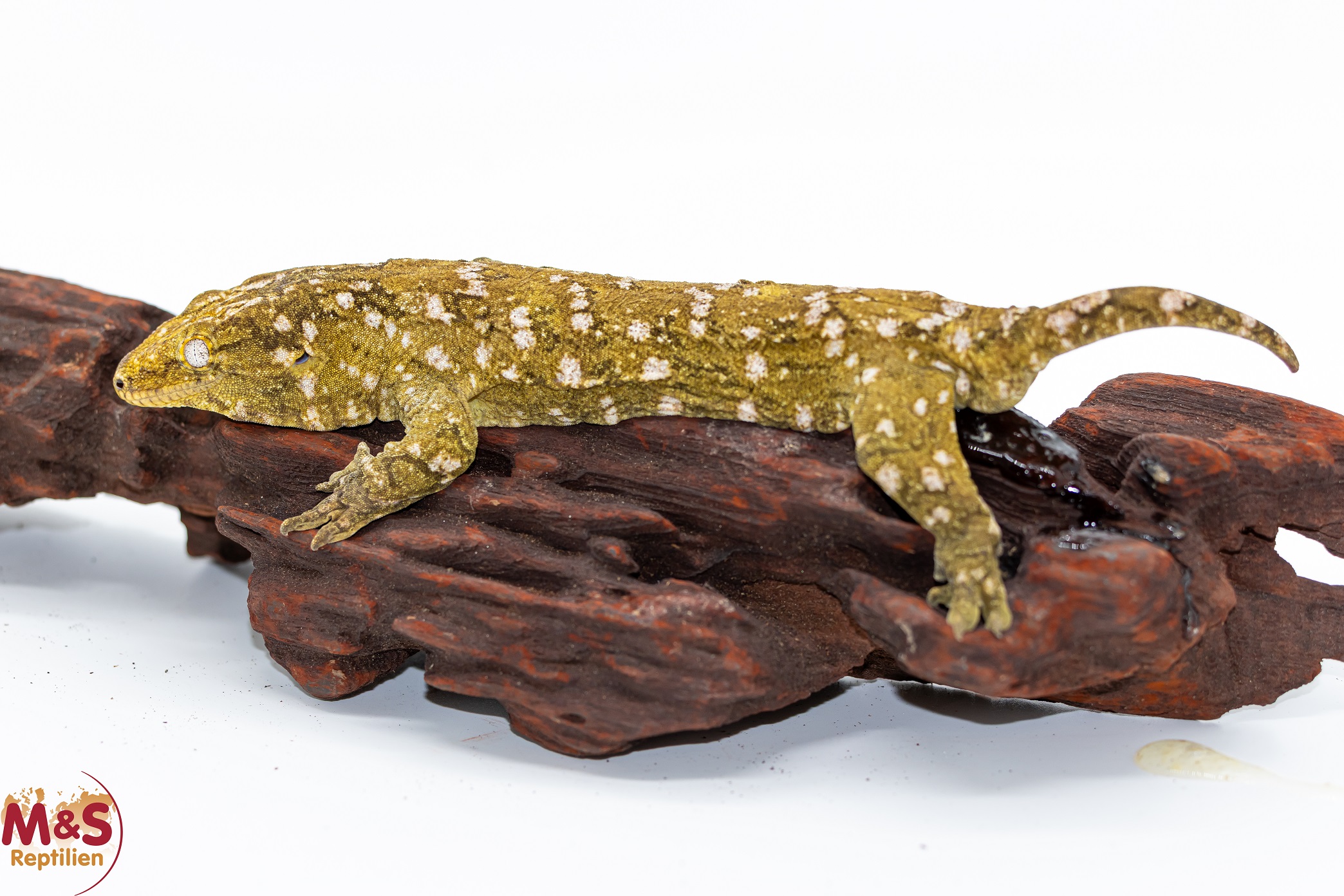 1.0 (Male) Riesengecko -Nuu Ami- (ca.20 cm -subadult) NZ´ 24 Rhaco. leachianus (Originalbild)