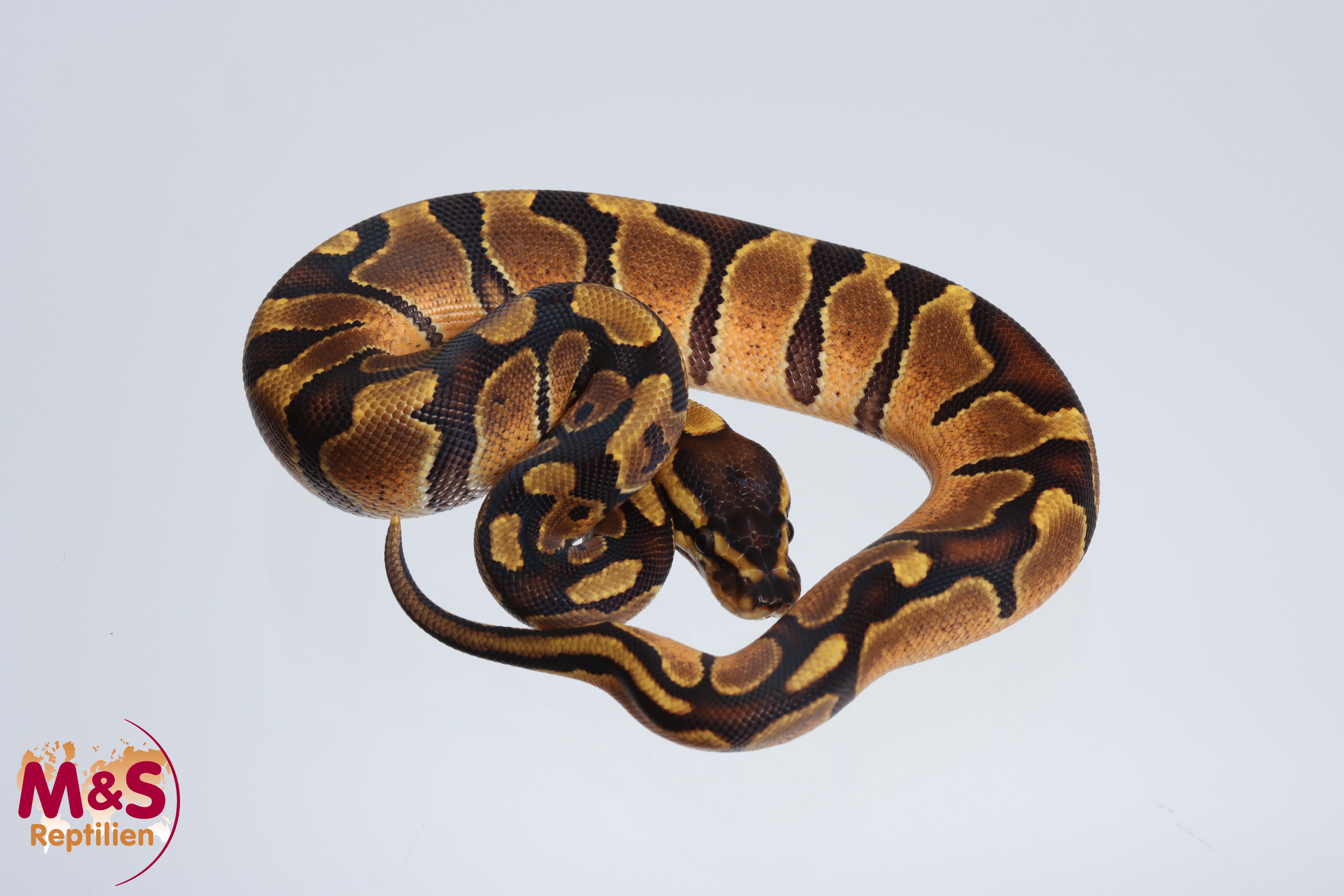 0.1 (Female) Enchi 100% hetero Piebald Königspython NZ´MS'24 Python regius