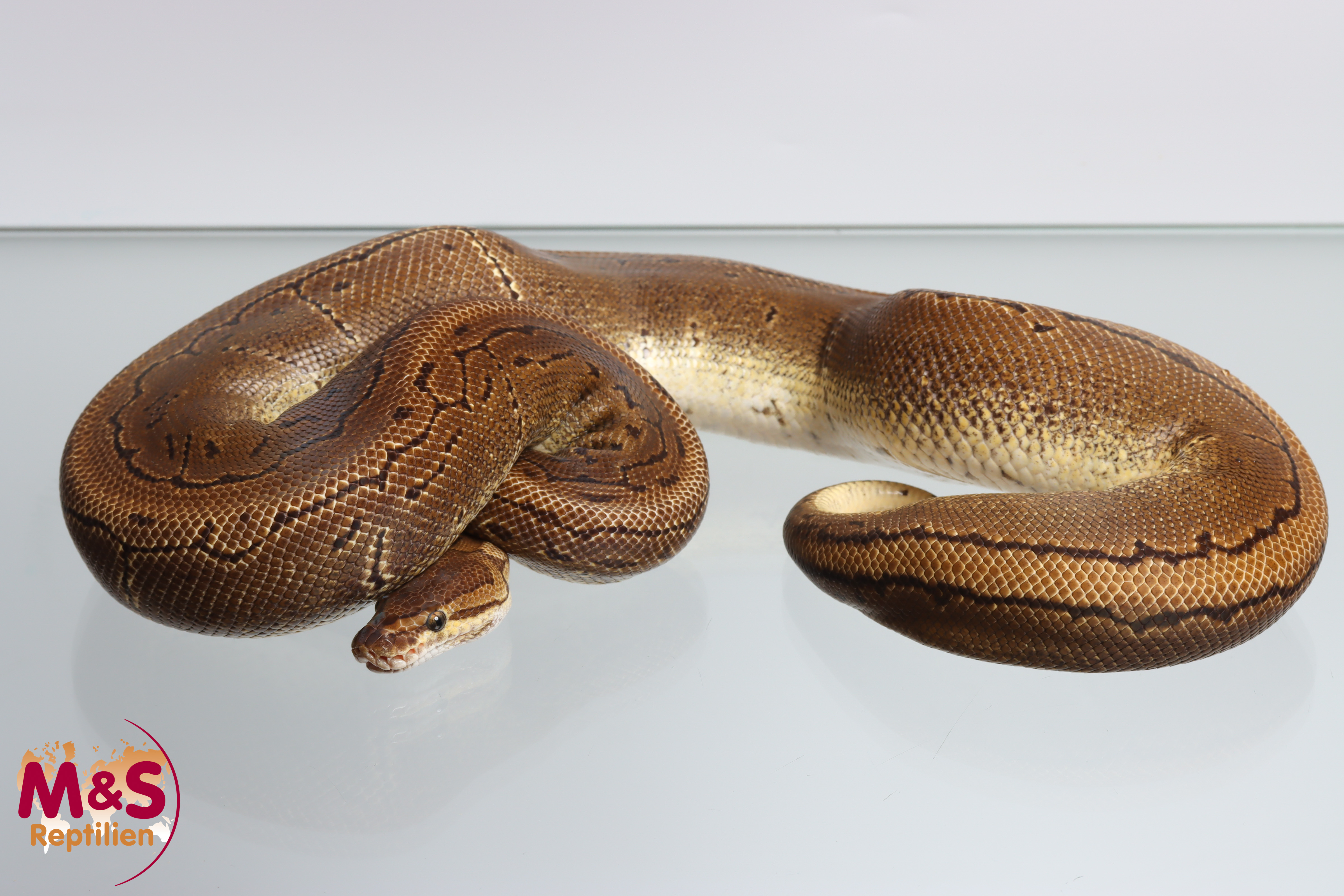 0.1 (Female) Pinstripe Königspython NZ´M&S´22 (adult) Python regius (Originalbild)