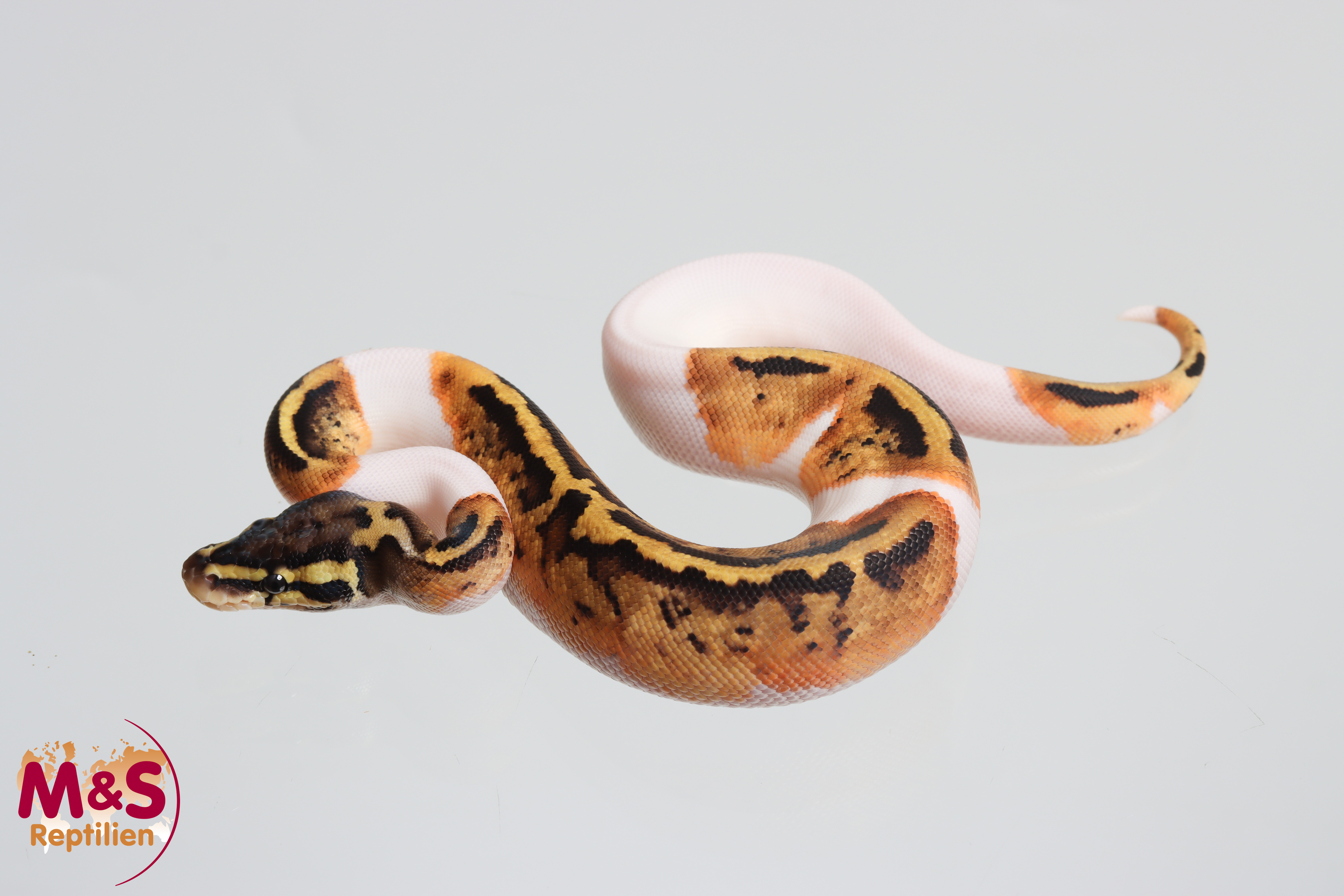 0.1 (Female) Piebald Gene X 100% hetero Ghost Königspython NZ´M&S´26 Python regius