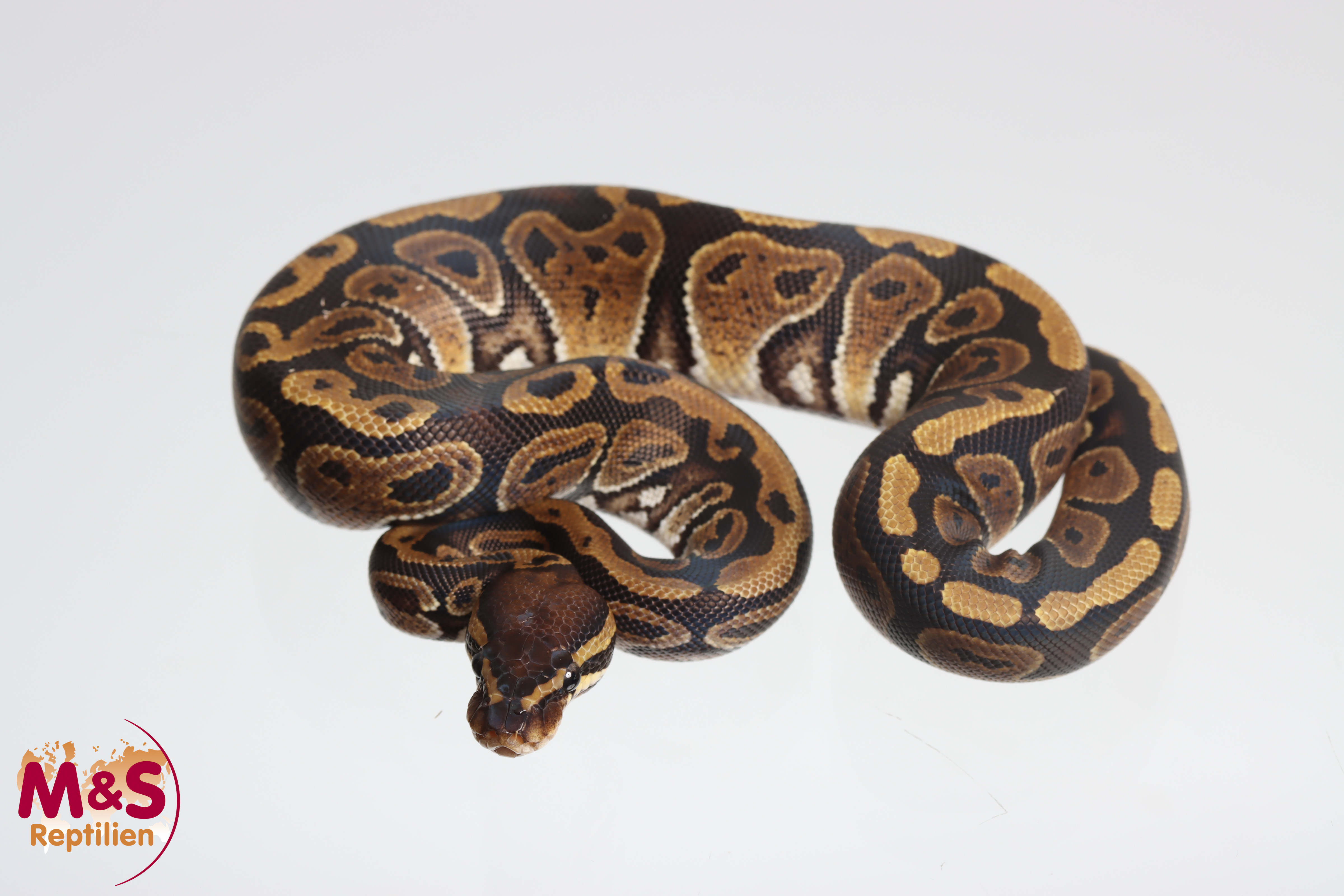 0.1 (Female) Circle 100% hetero Sunset Königspython NZ'M&S'25 Python ...